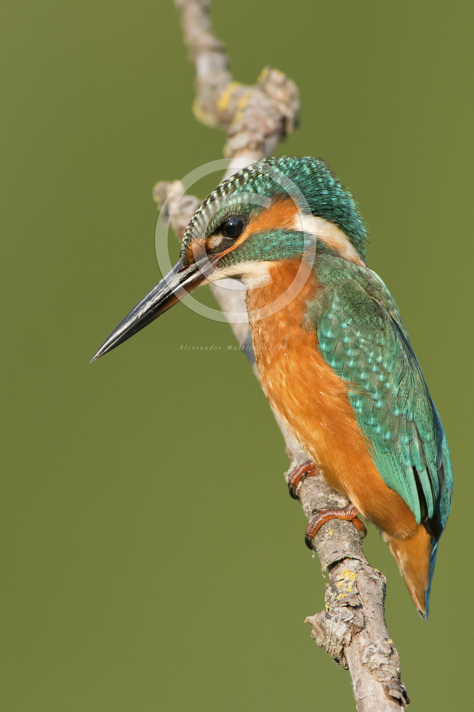 classico in verticale