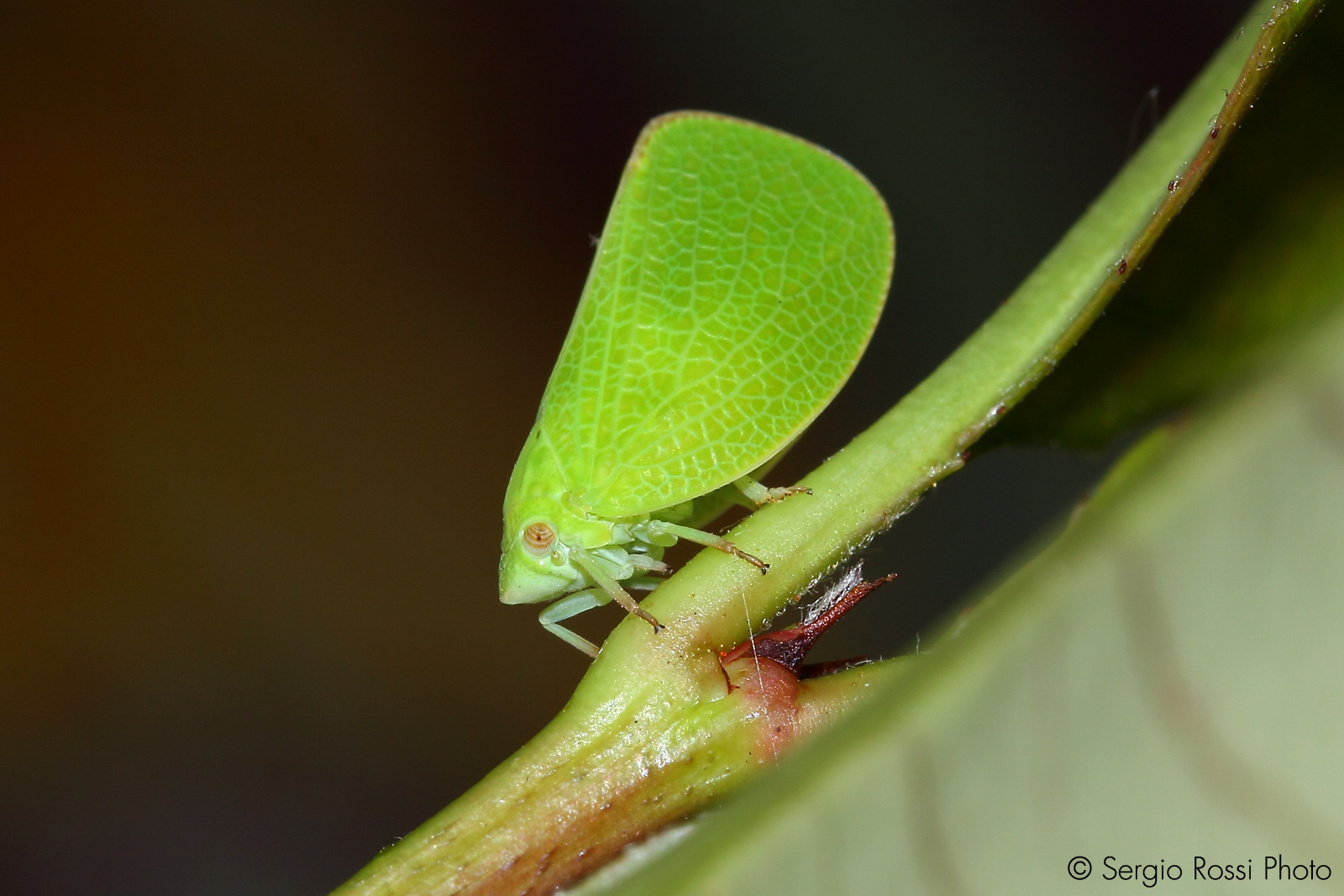 Farfallina travestita da foglia