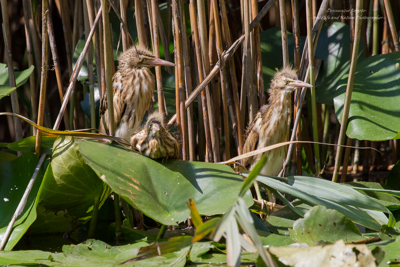 the good, the bad and the ugly