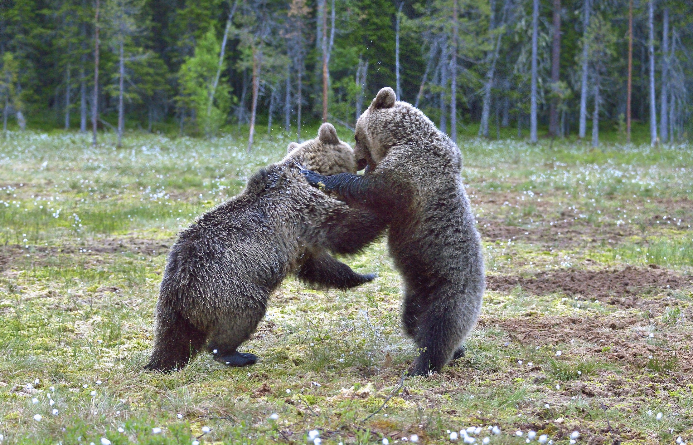 Lite tra orsi bruni