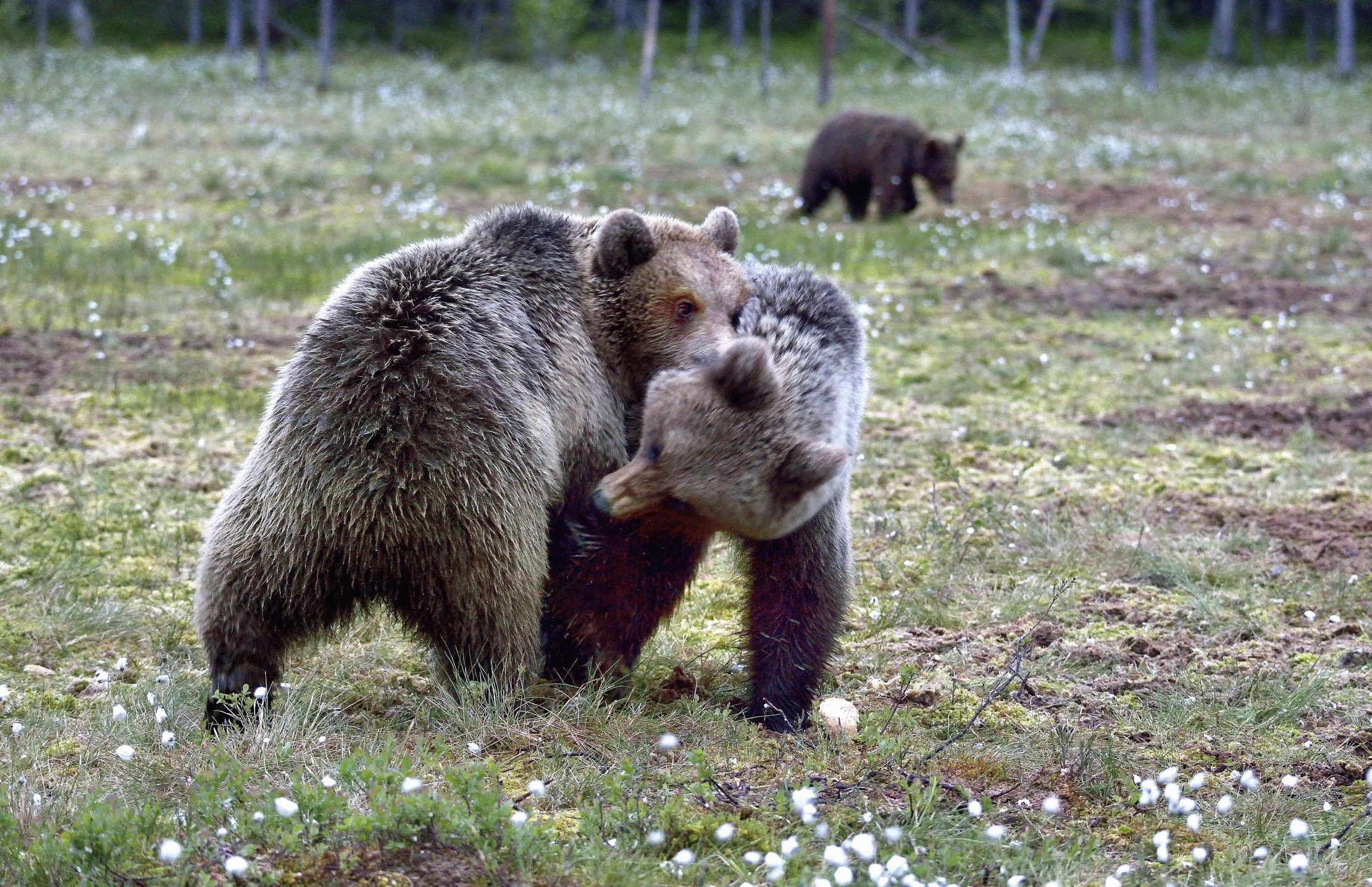Lite tra orsi bruni