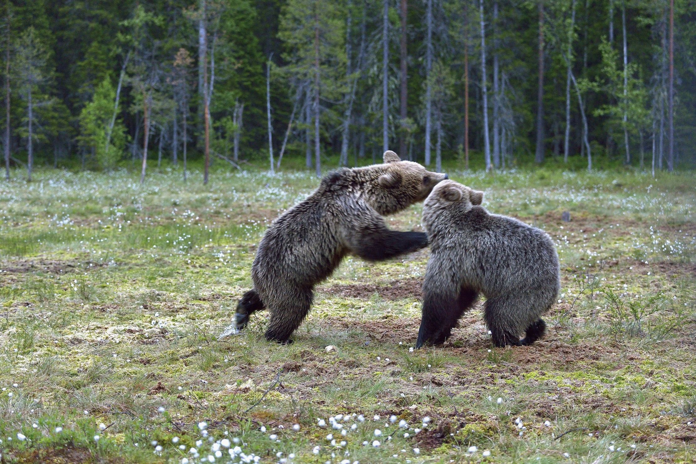 Lite tra orsi bruni
