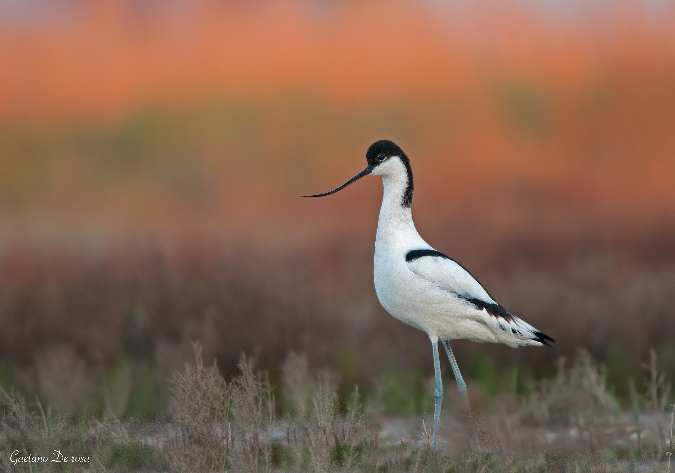 Avocetta