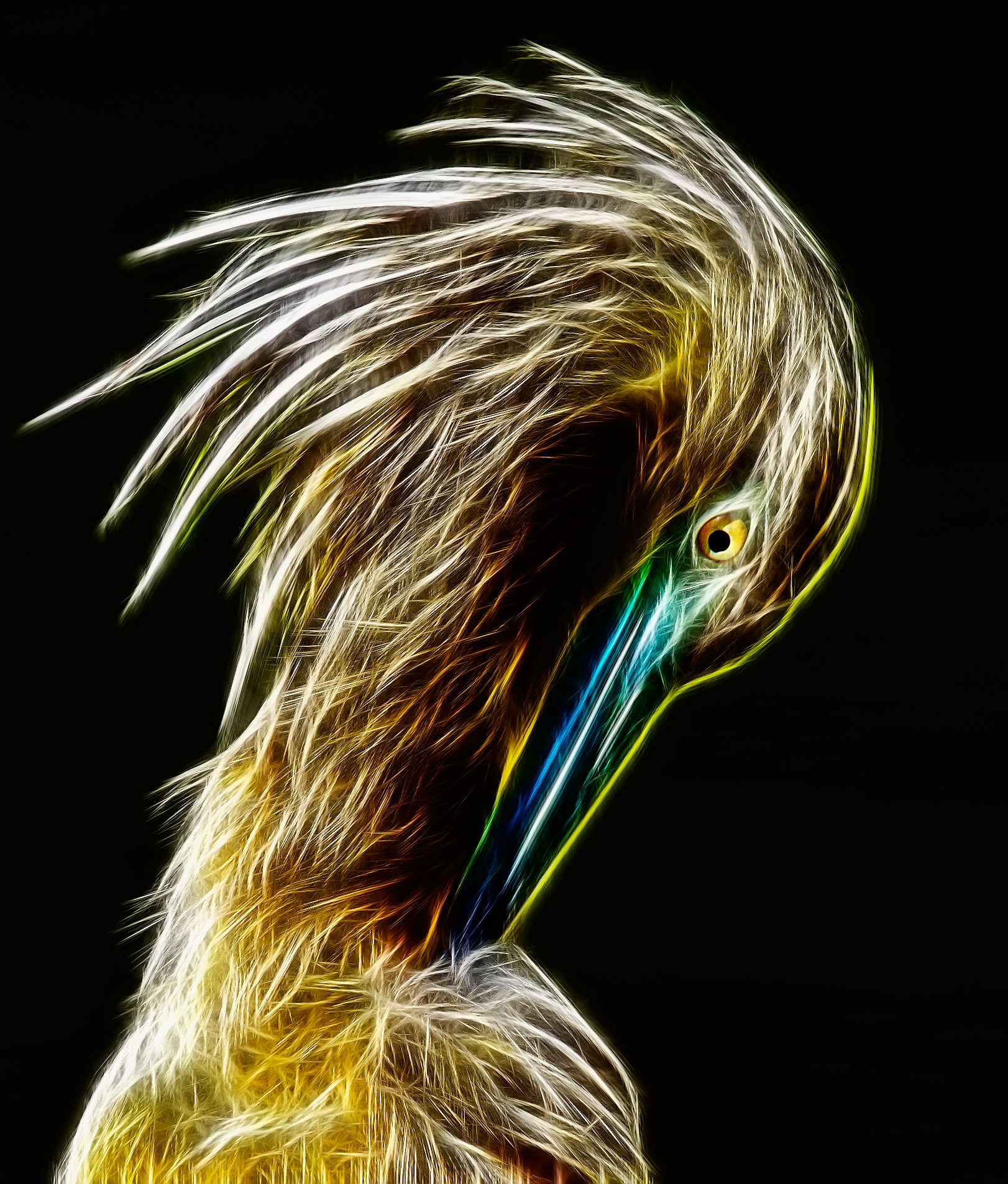 Portrait (different) squacco