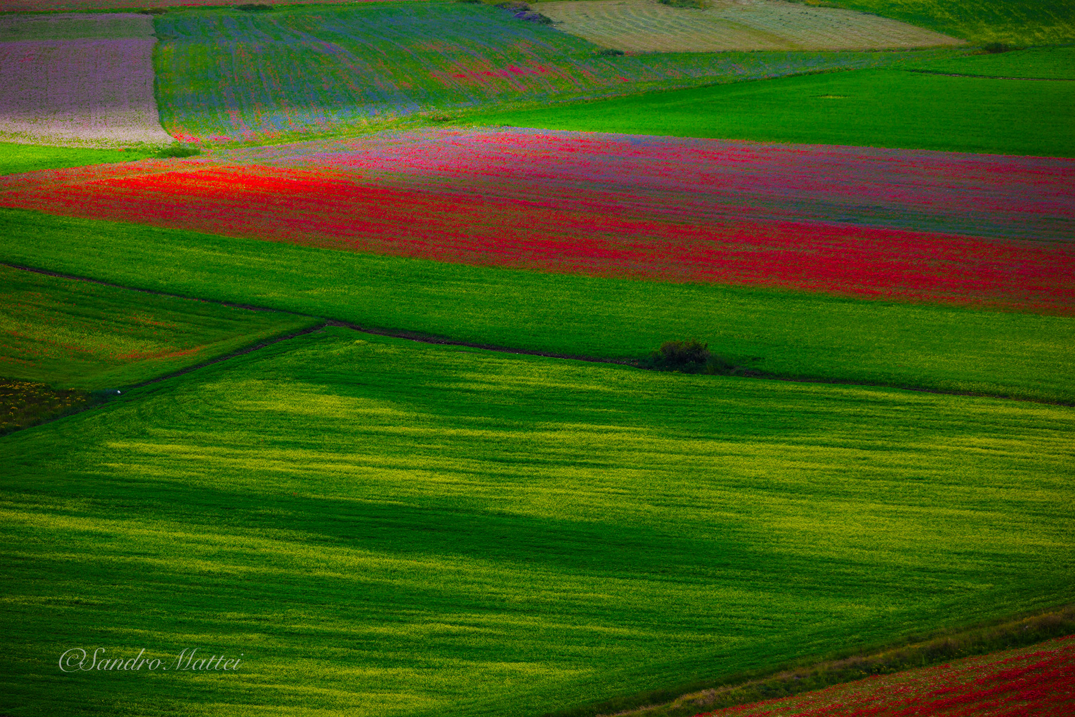 .....pennellate di colore a Castelluccio......