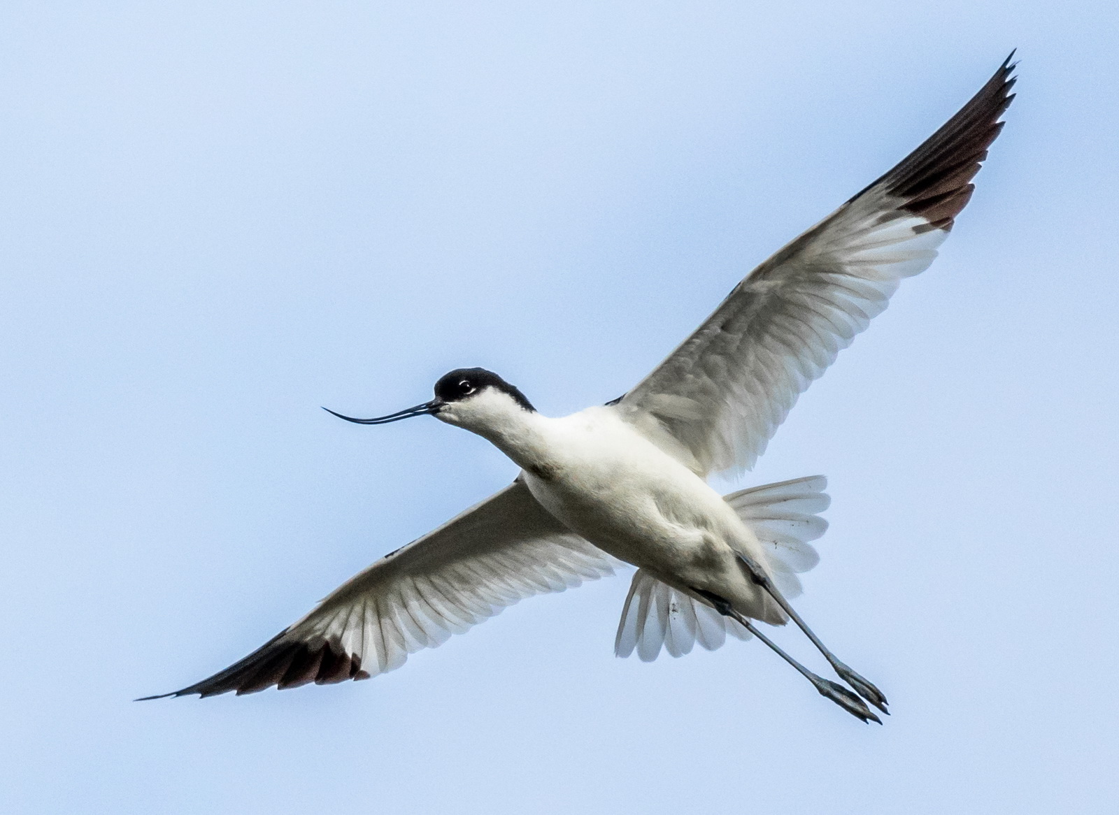 Avocet