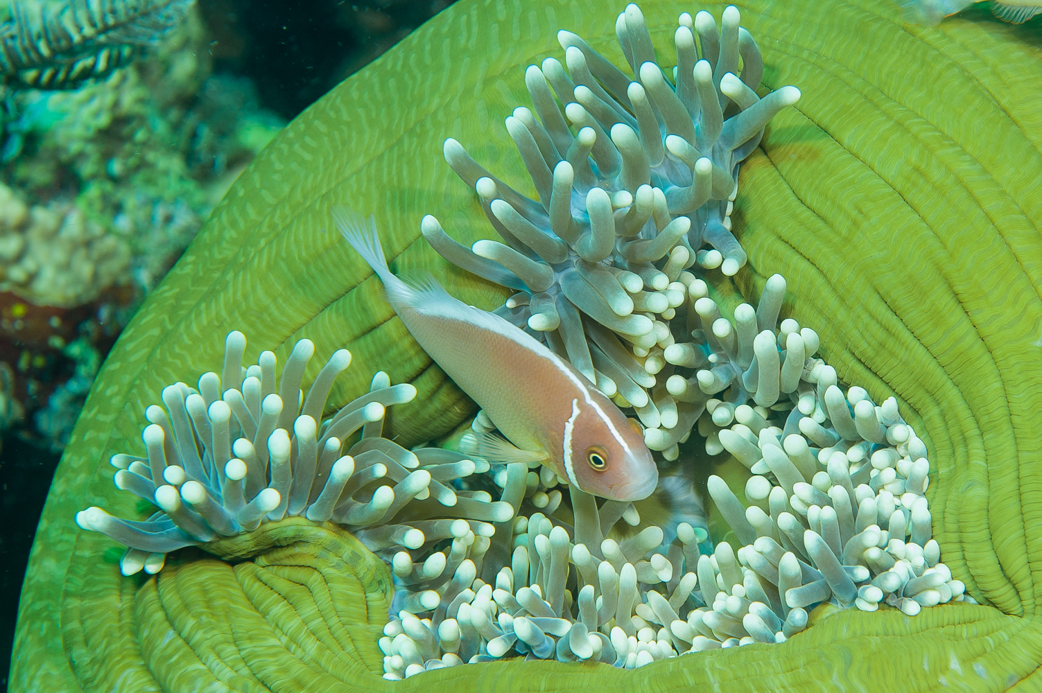 amphiprion perideraion