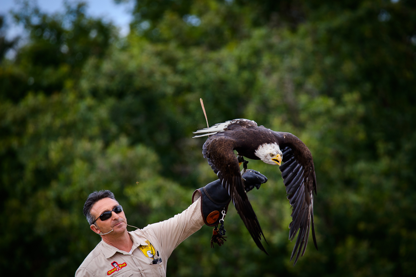 Falconer and Eagle