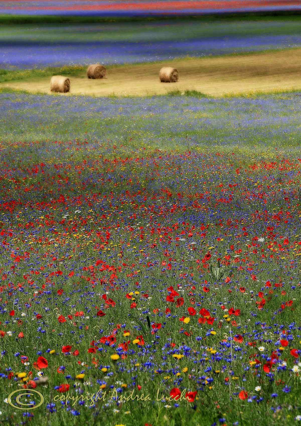 paesaggio effetto Orton