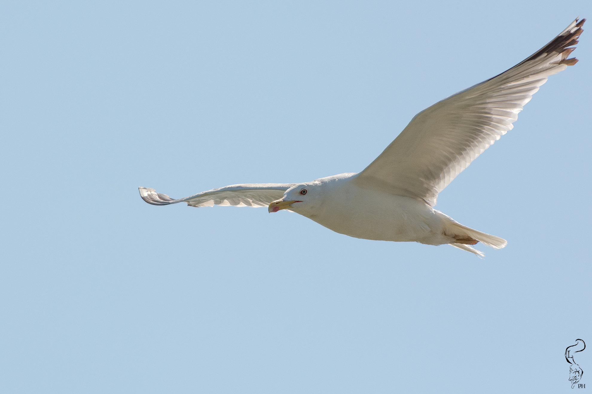 Seagull in flight