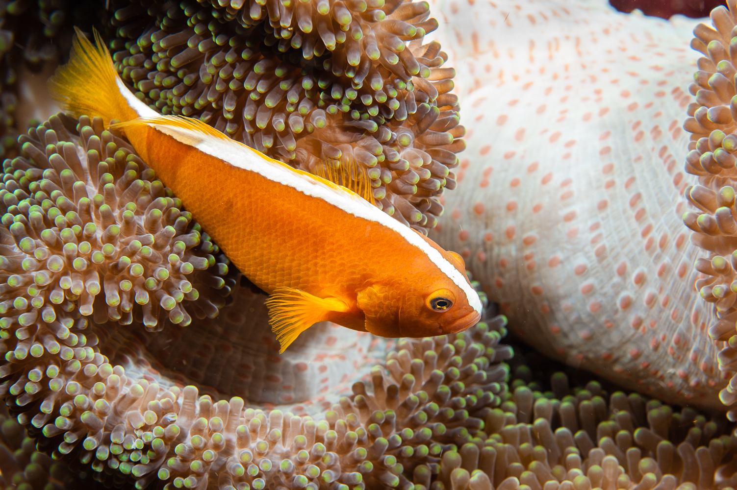 amphiprion sandaracinos
