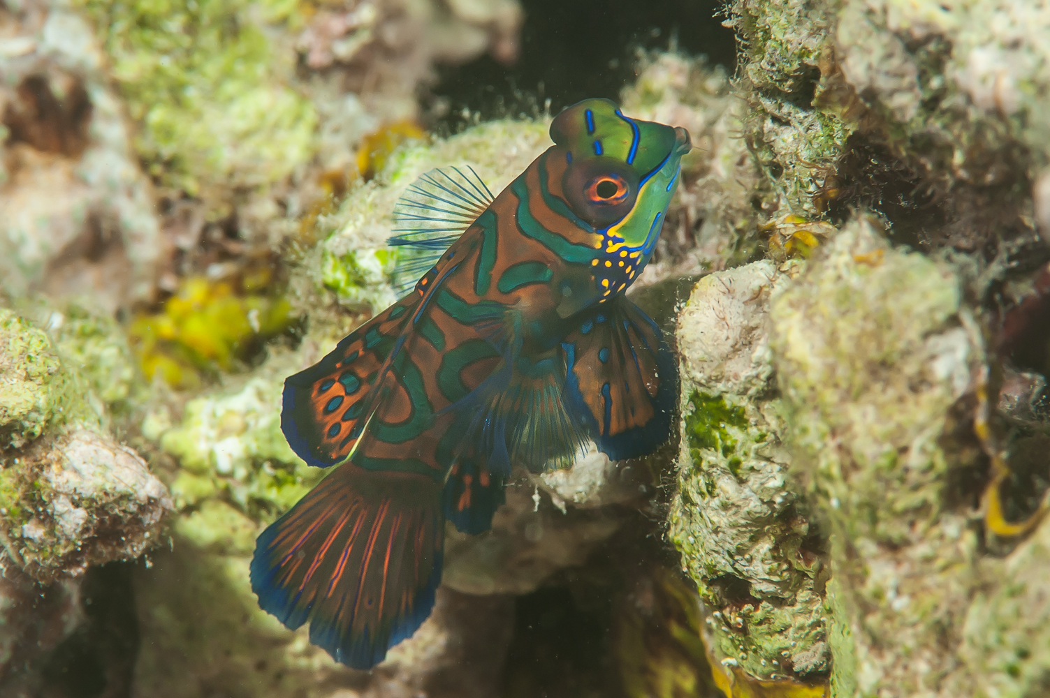 Synchiropus splendidus