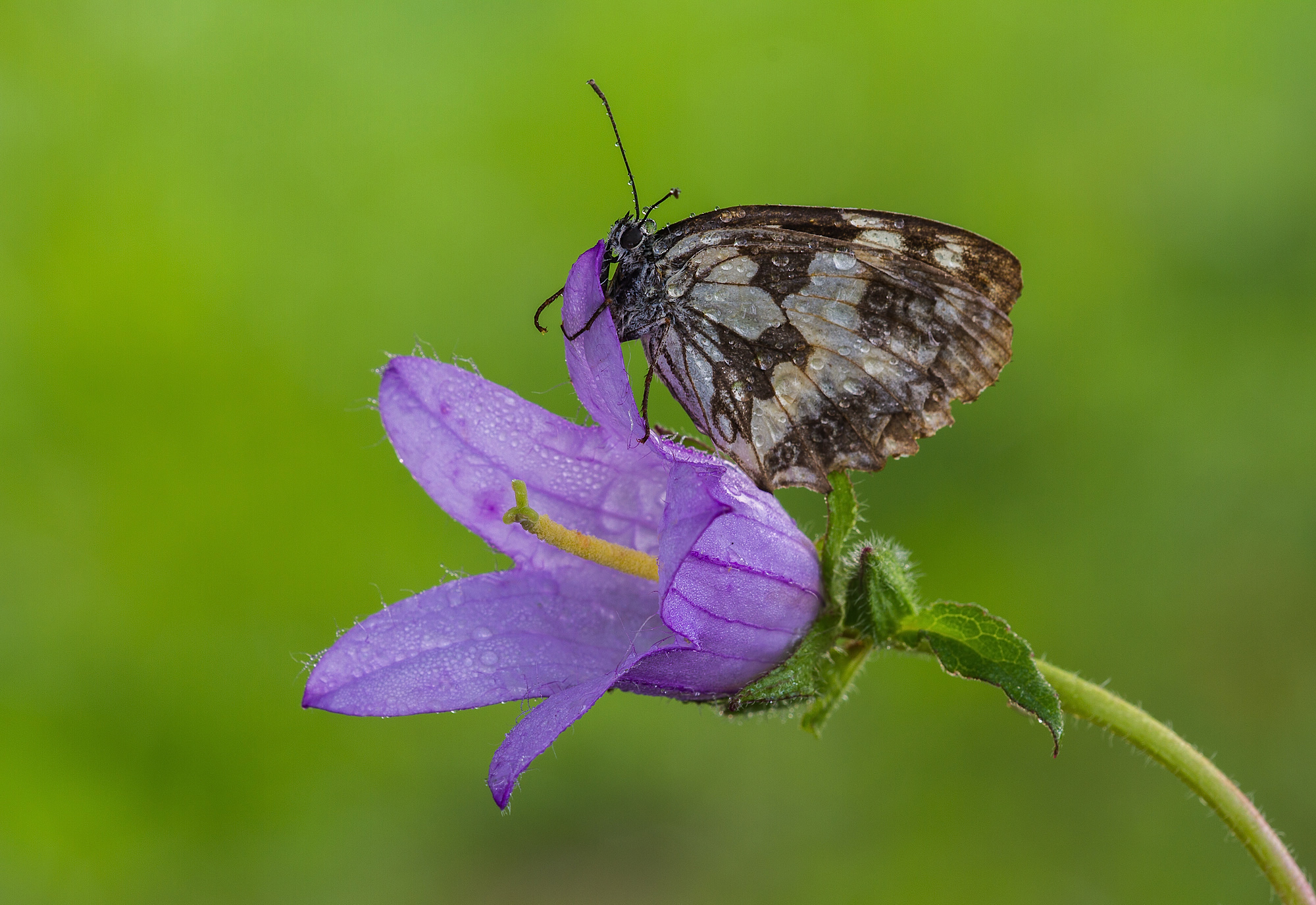 e' mio, tutto mio...