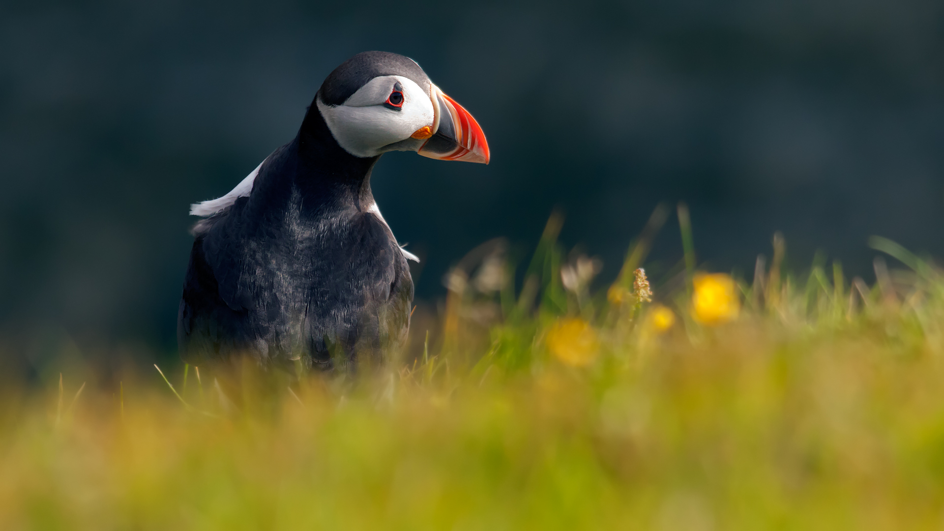 Puffin