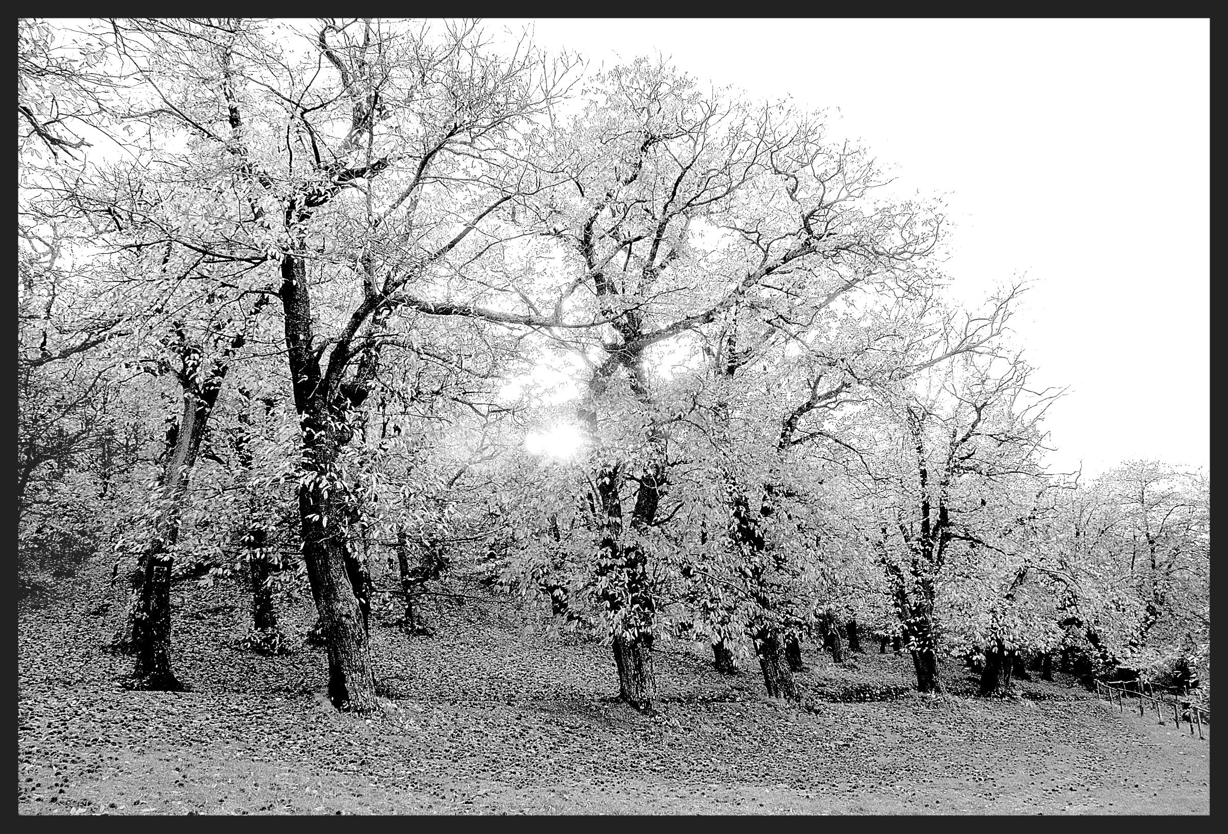 Santallago (Buti - Pi)