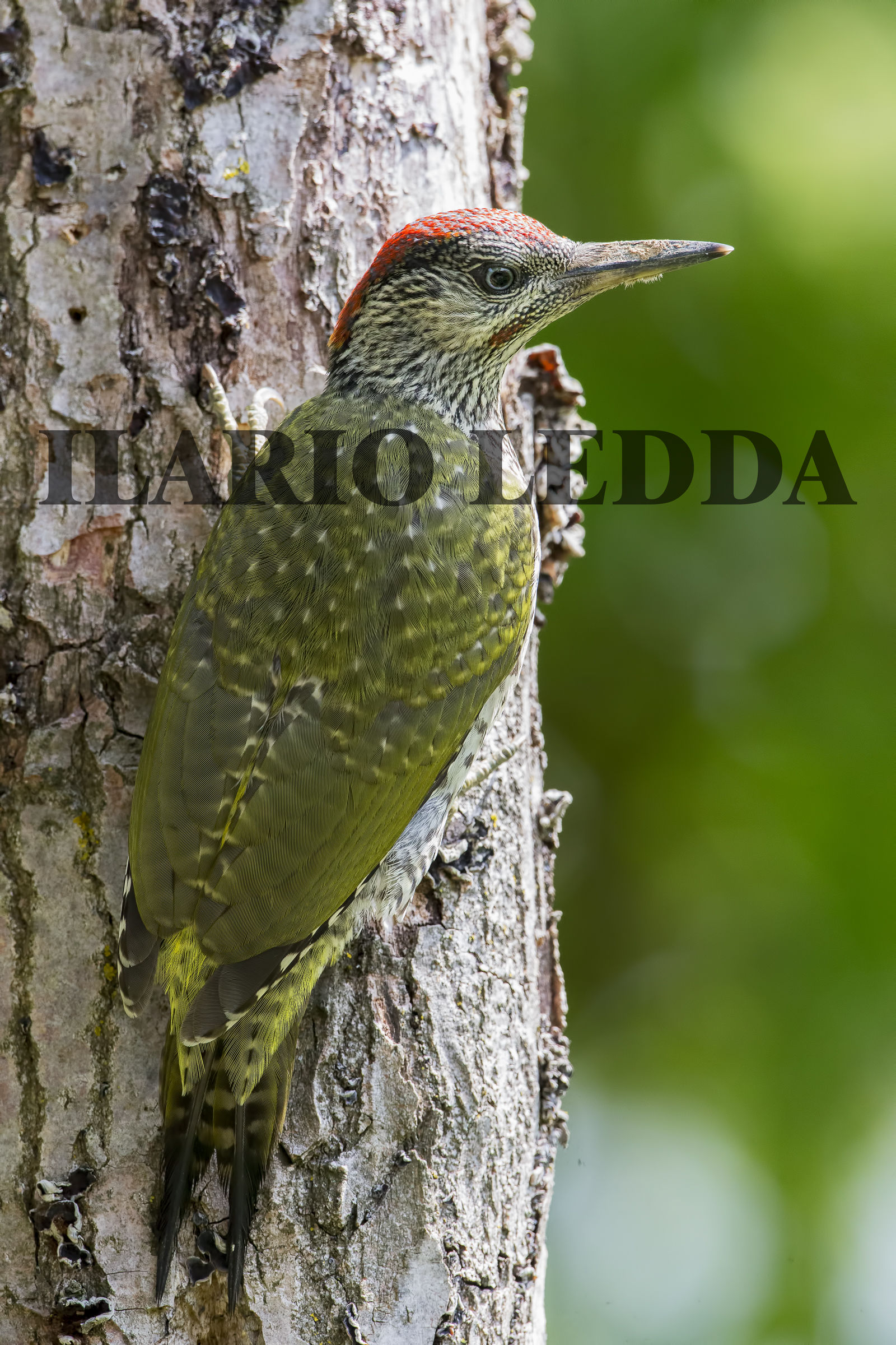 picchio verde