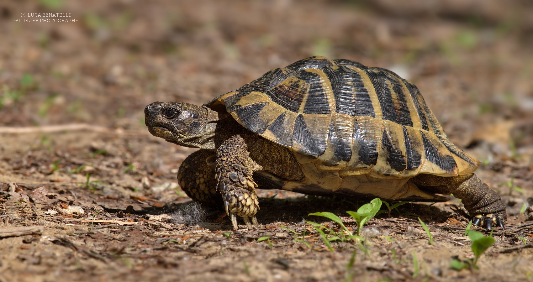 Testuggine di Hermann