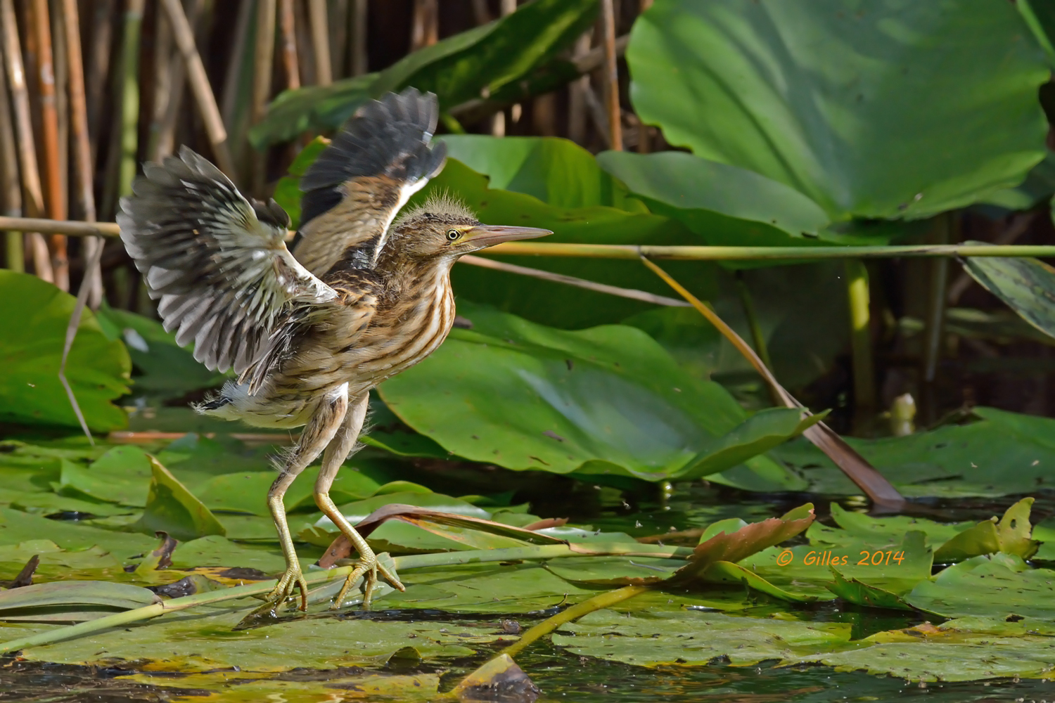 ...anche i pulli crescono!!...