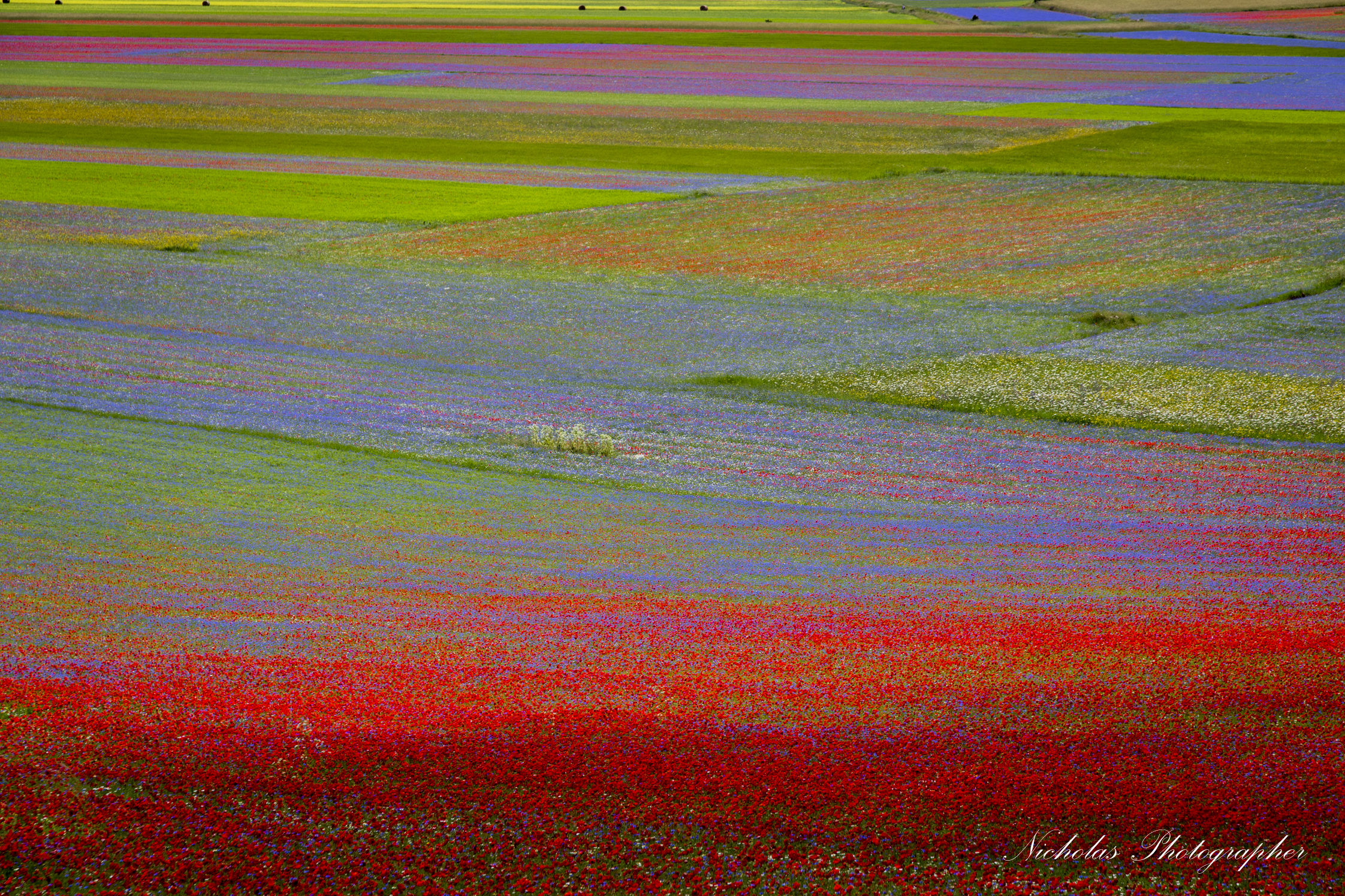 Castelluccio 2014