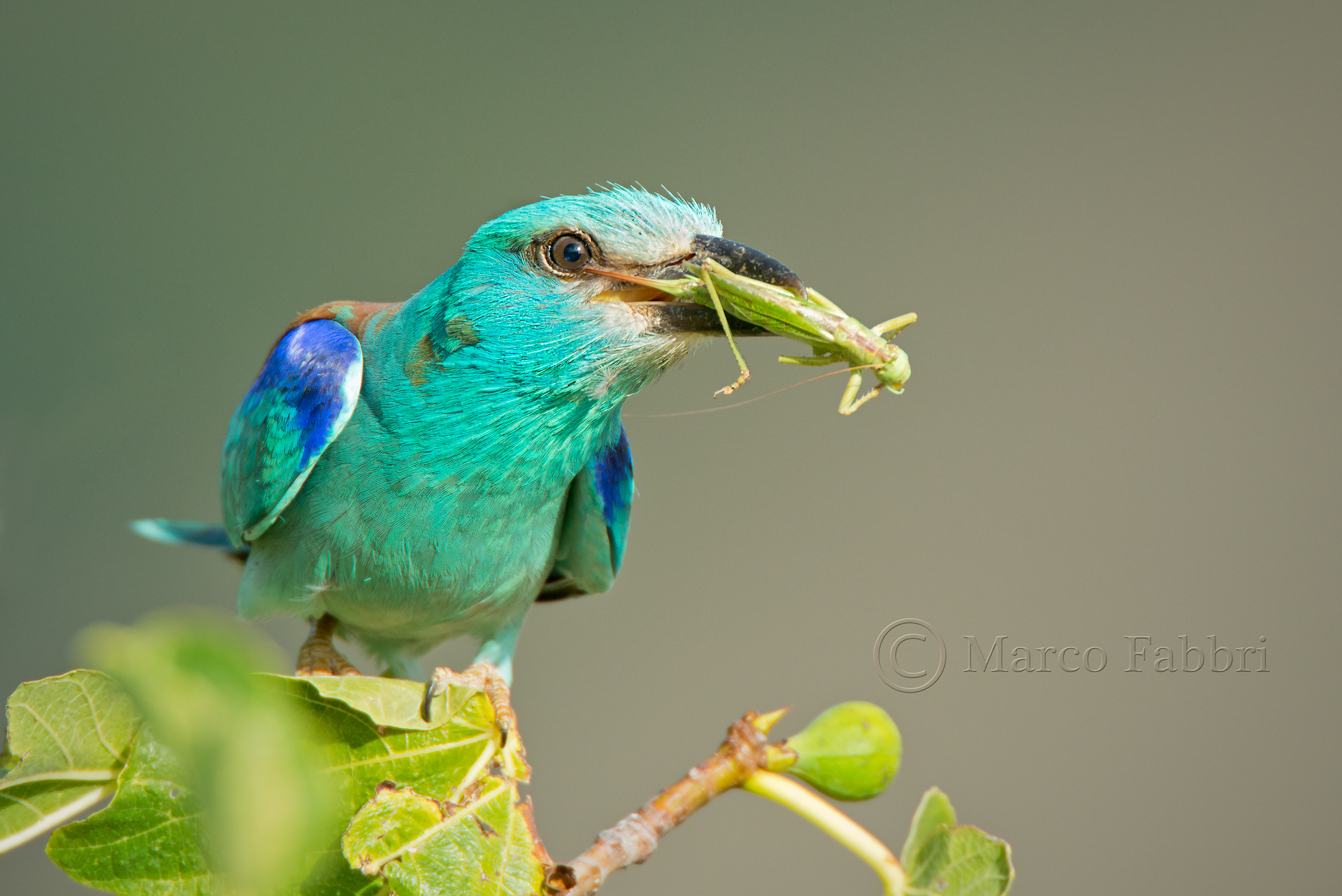 Marina e la cavalletta
