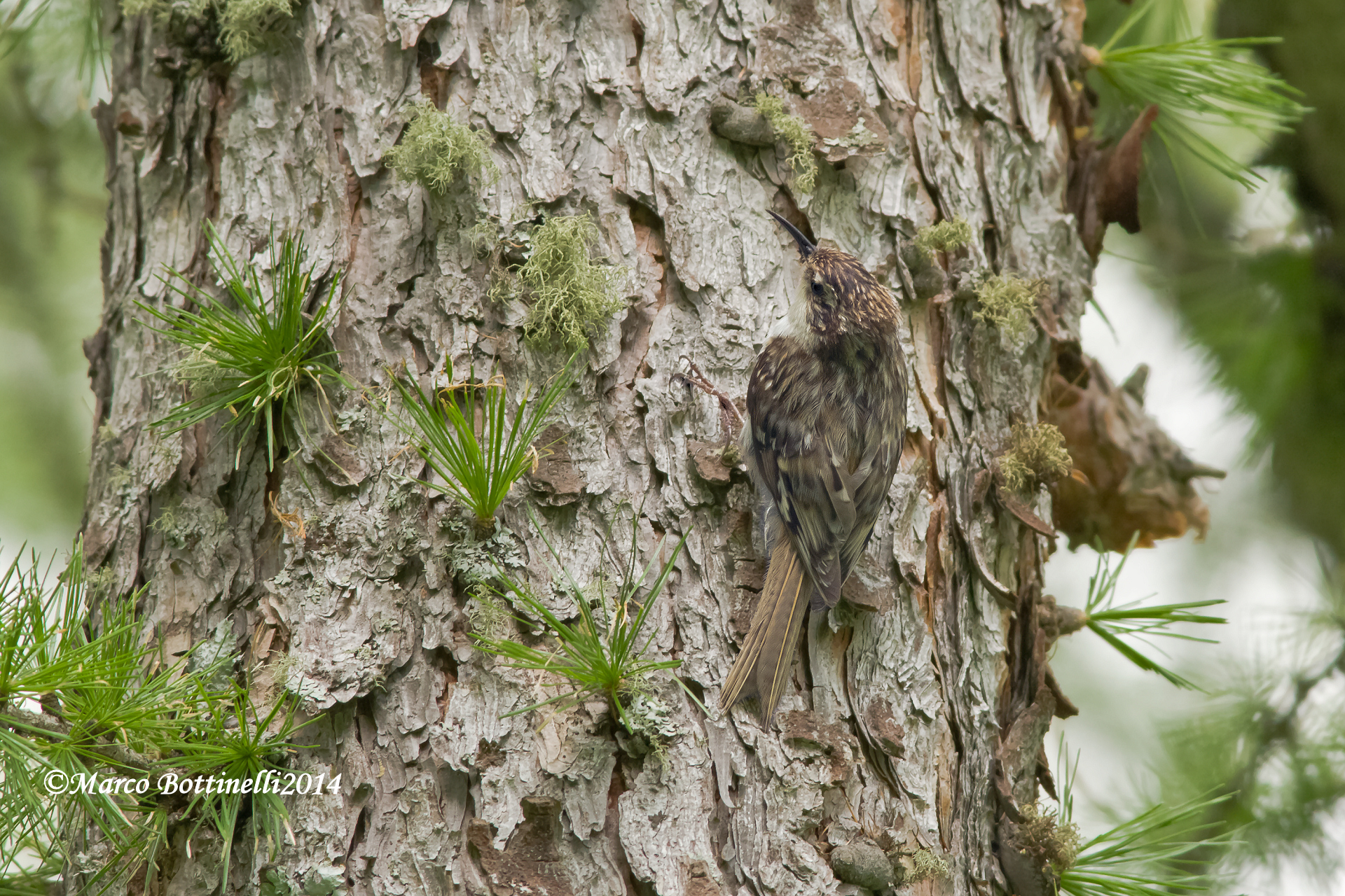 Rampichino alpestre_3