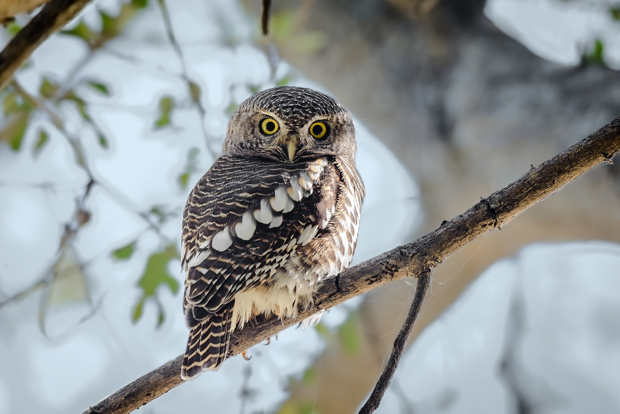African Barred Owlet (Glaucidium Capense)