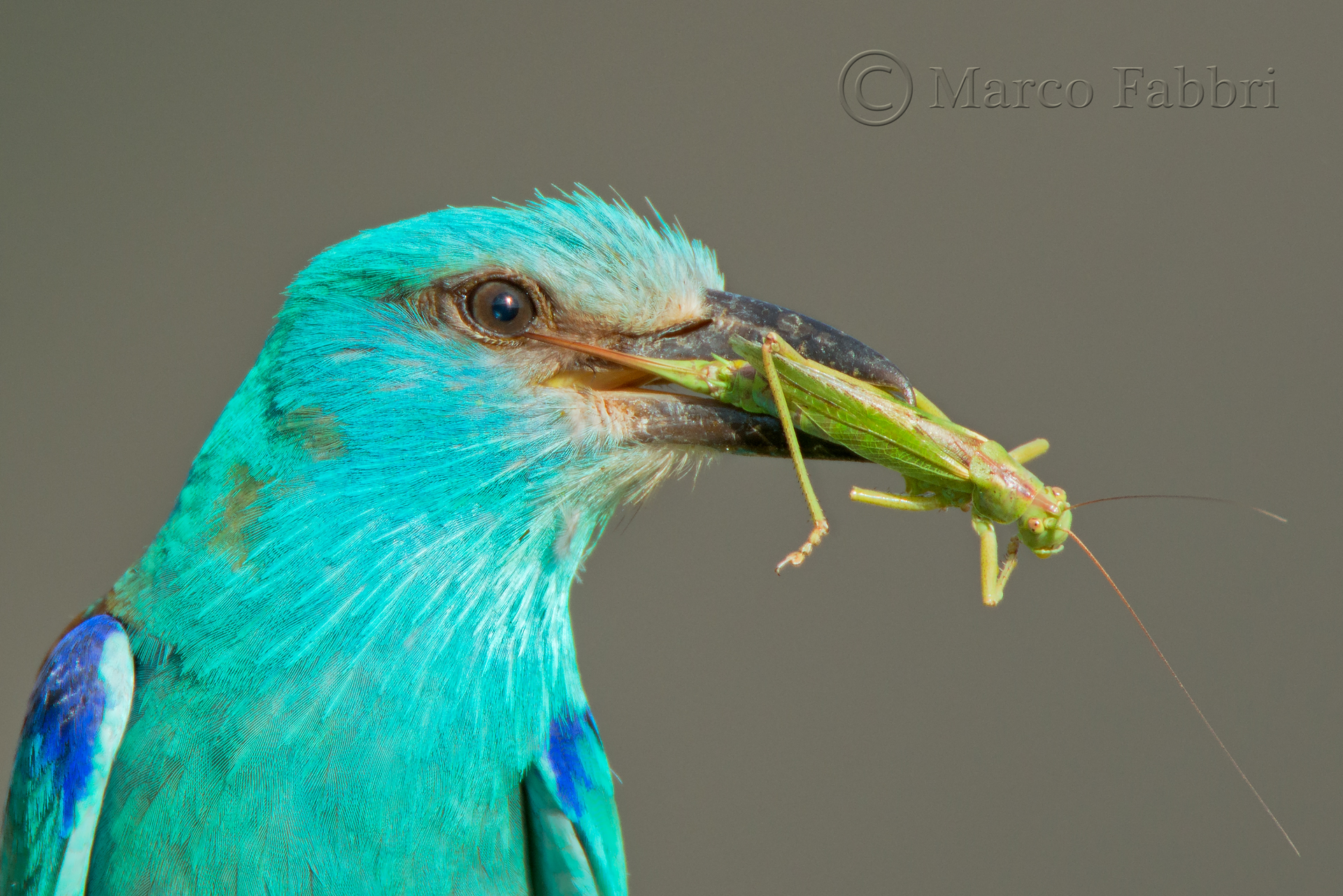 Portrait with grasshopper
