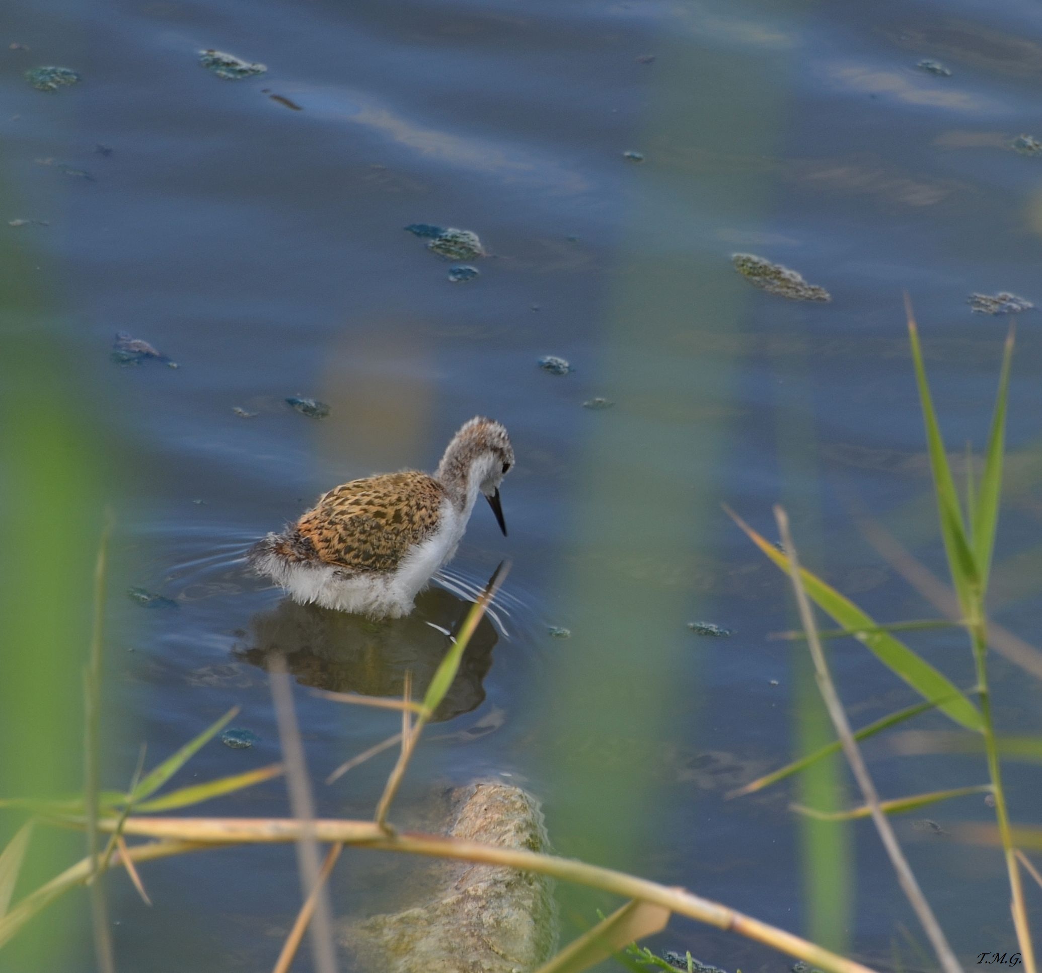 I just feel ..... mammaaaaaaa!!