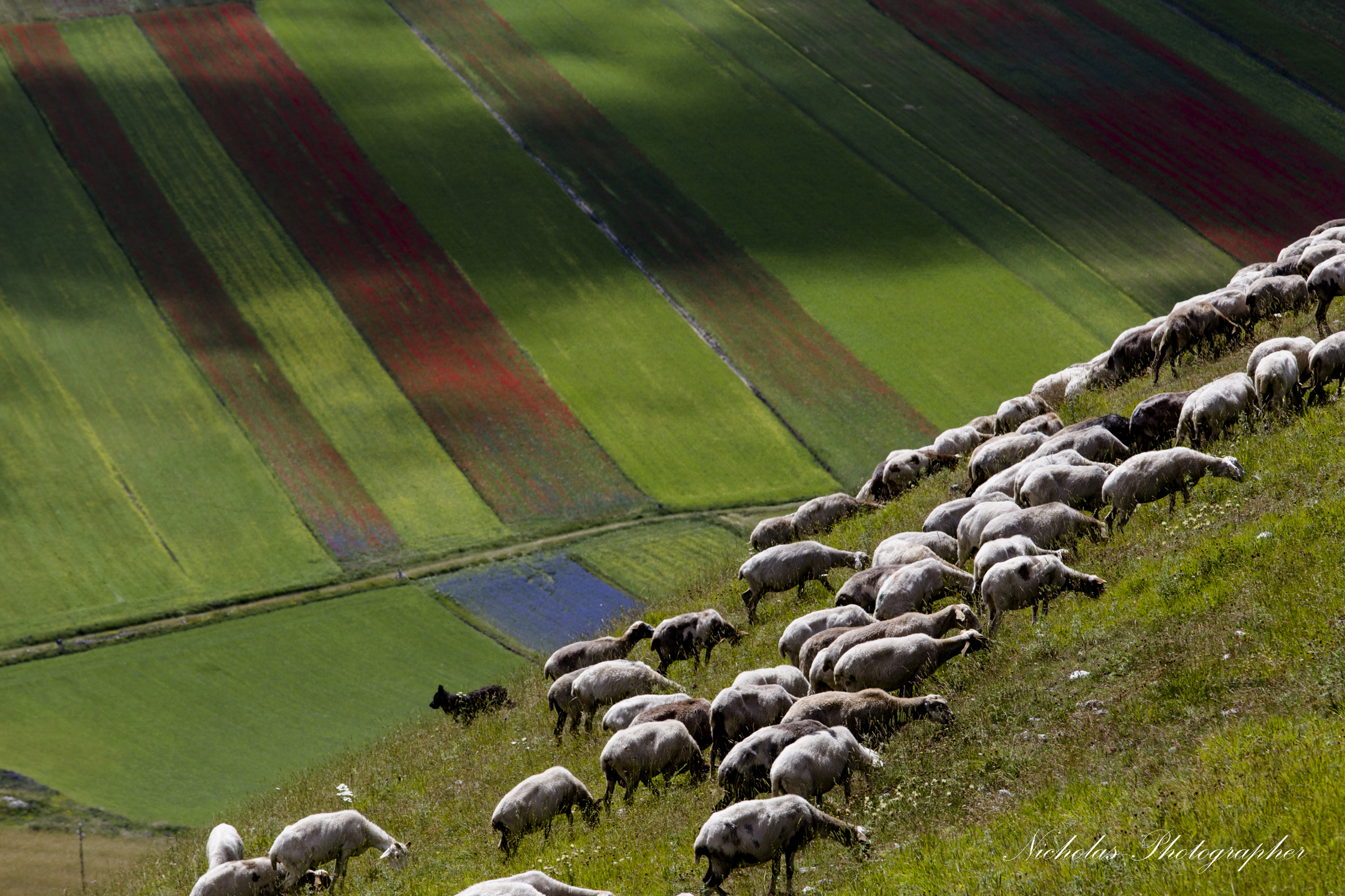 Castelluccio 2014