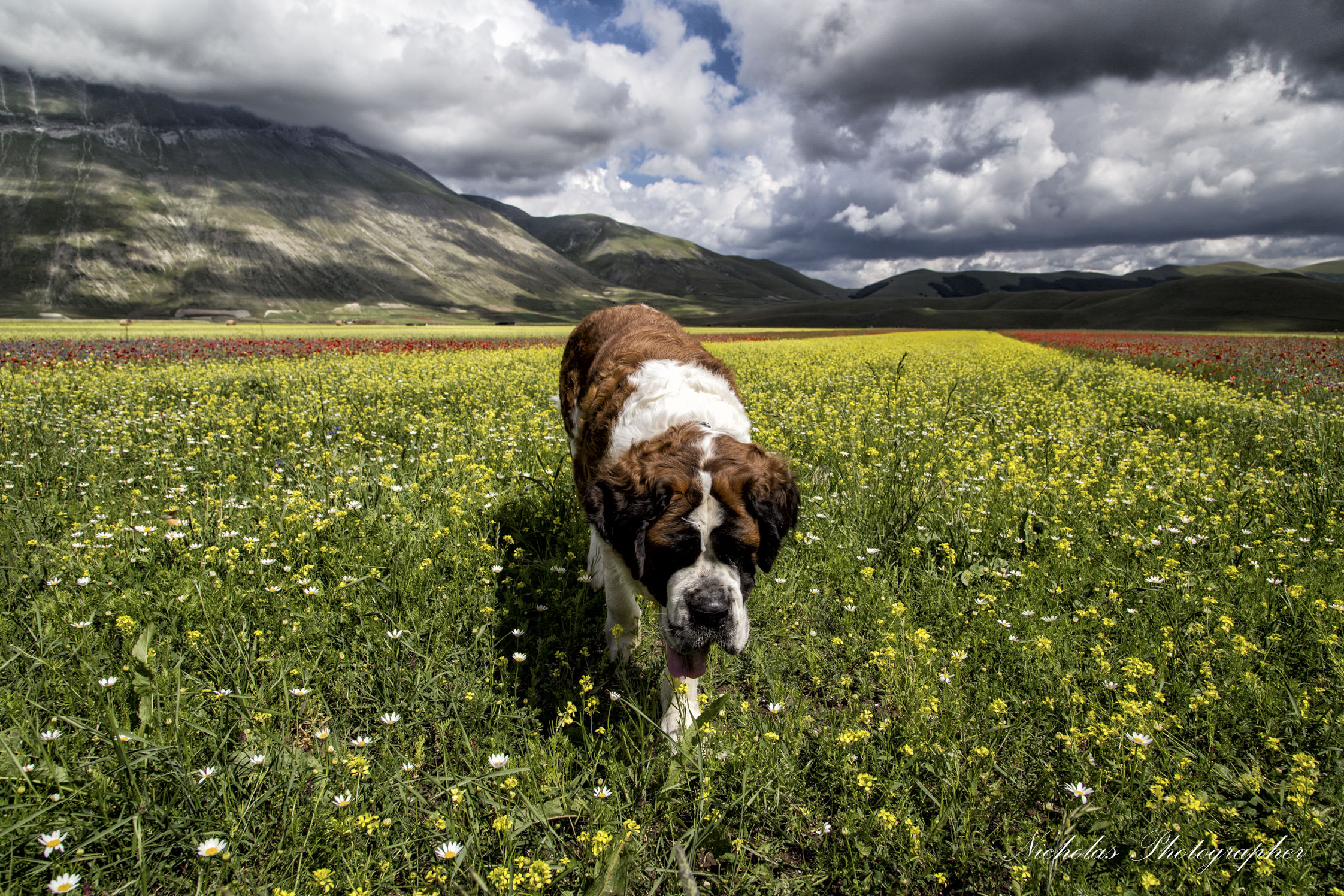 Castelluccio 2014