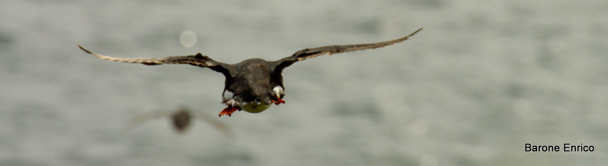 Puffin in volo andata