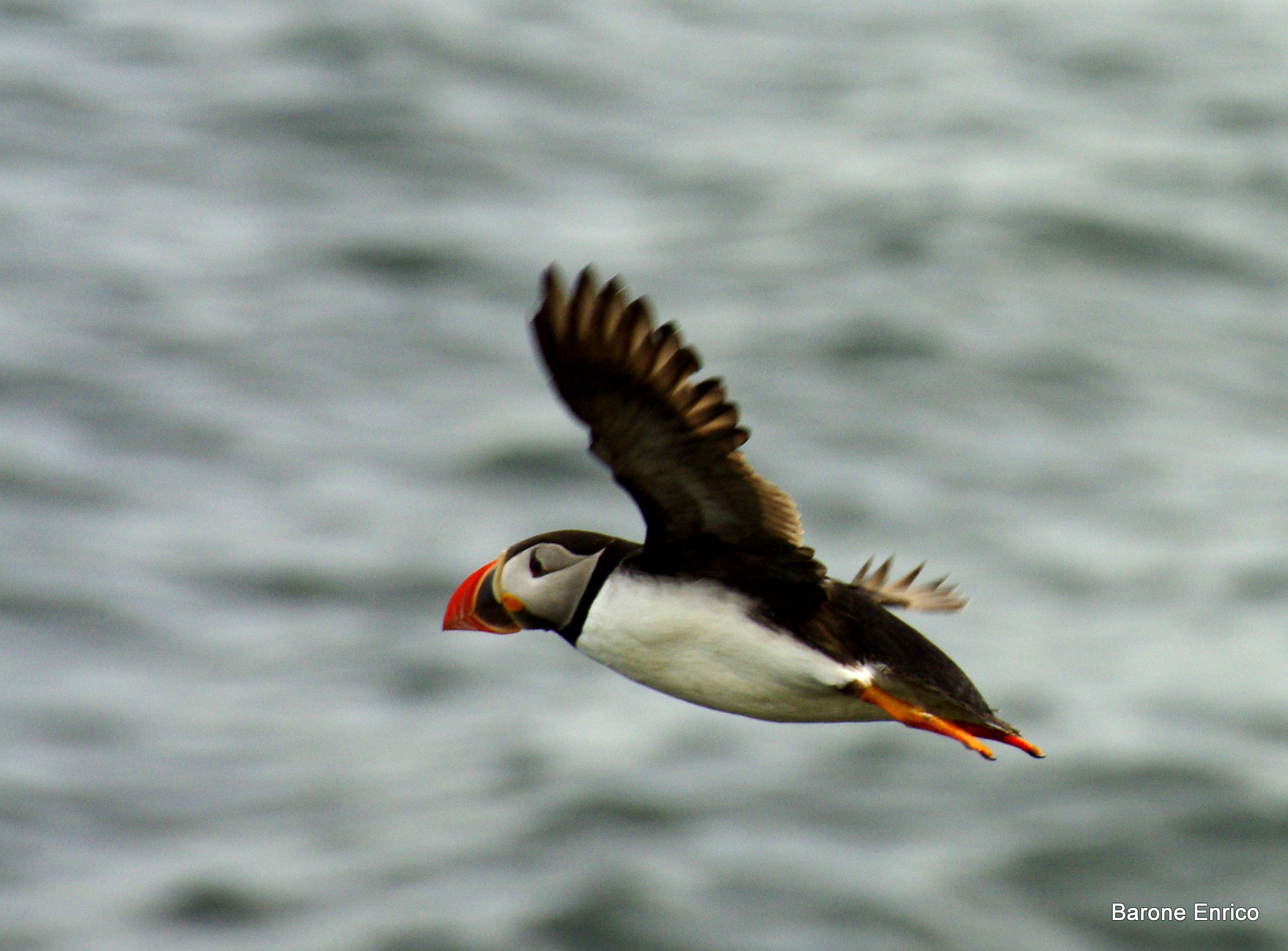 Puffin in volo ritorno