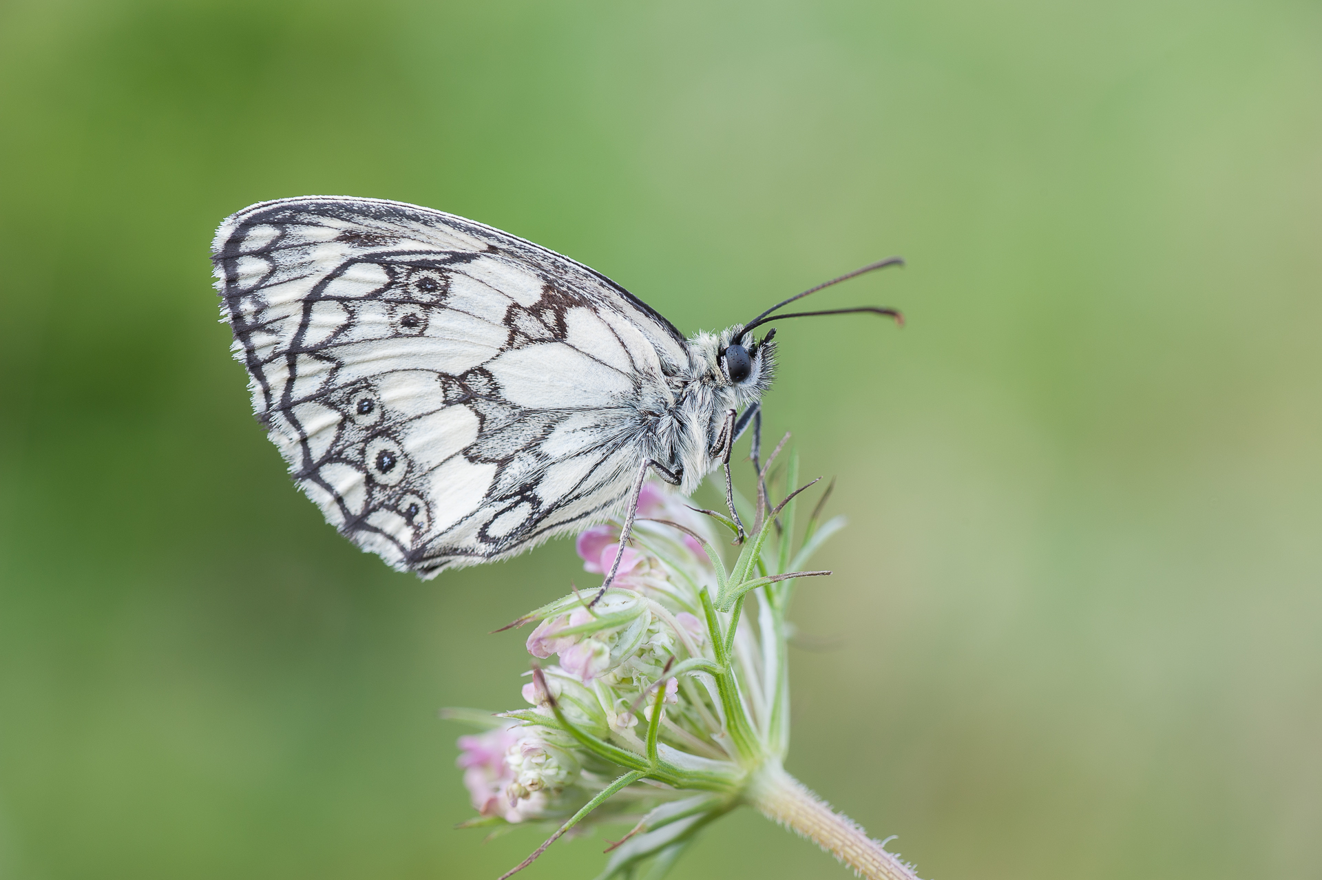 Melanargia Galathea