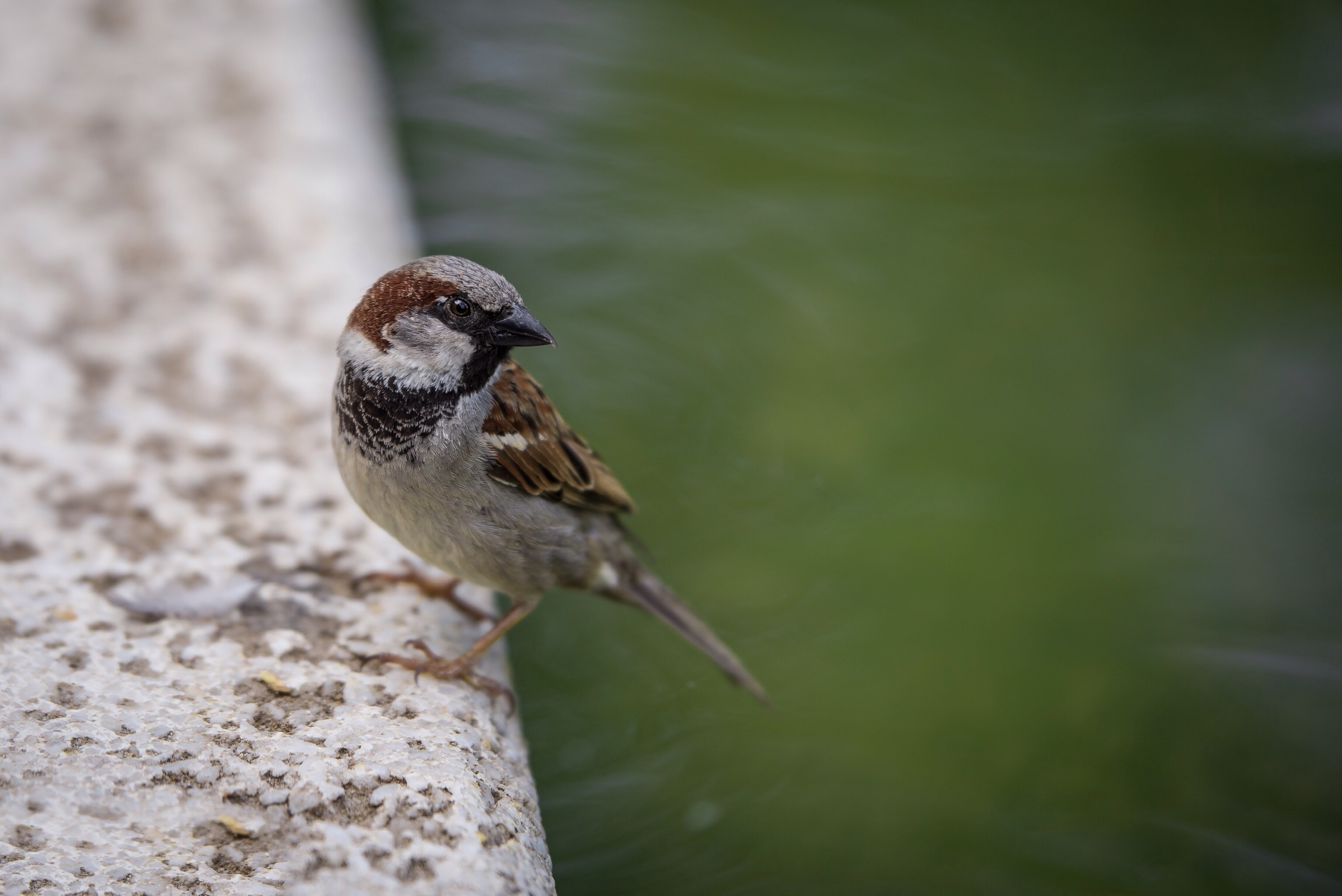 Del Piero i miss you