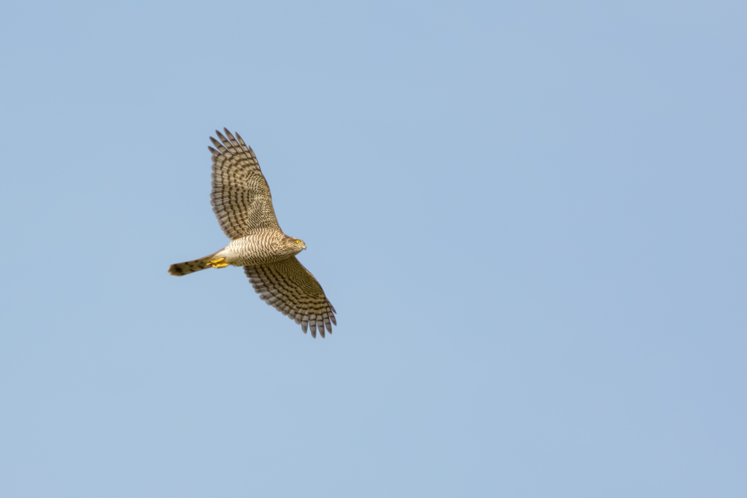 Sparviero (Accipiter nisus)