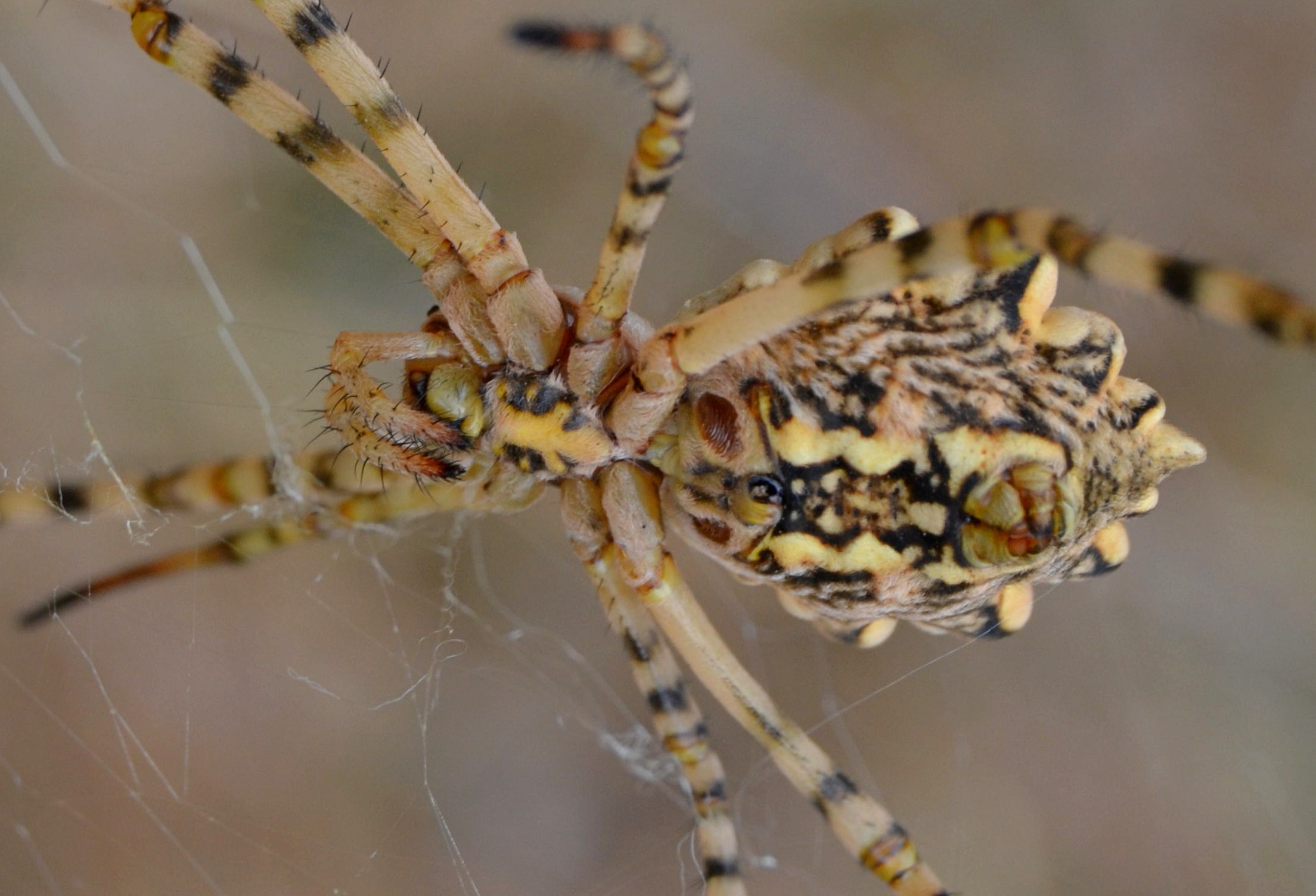 Argiope lobata2