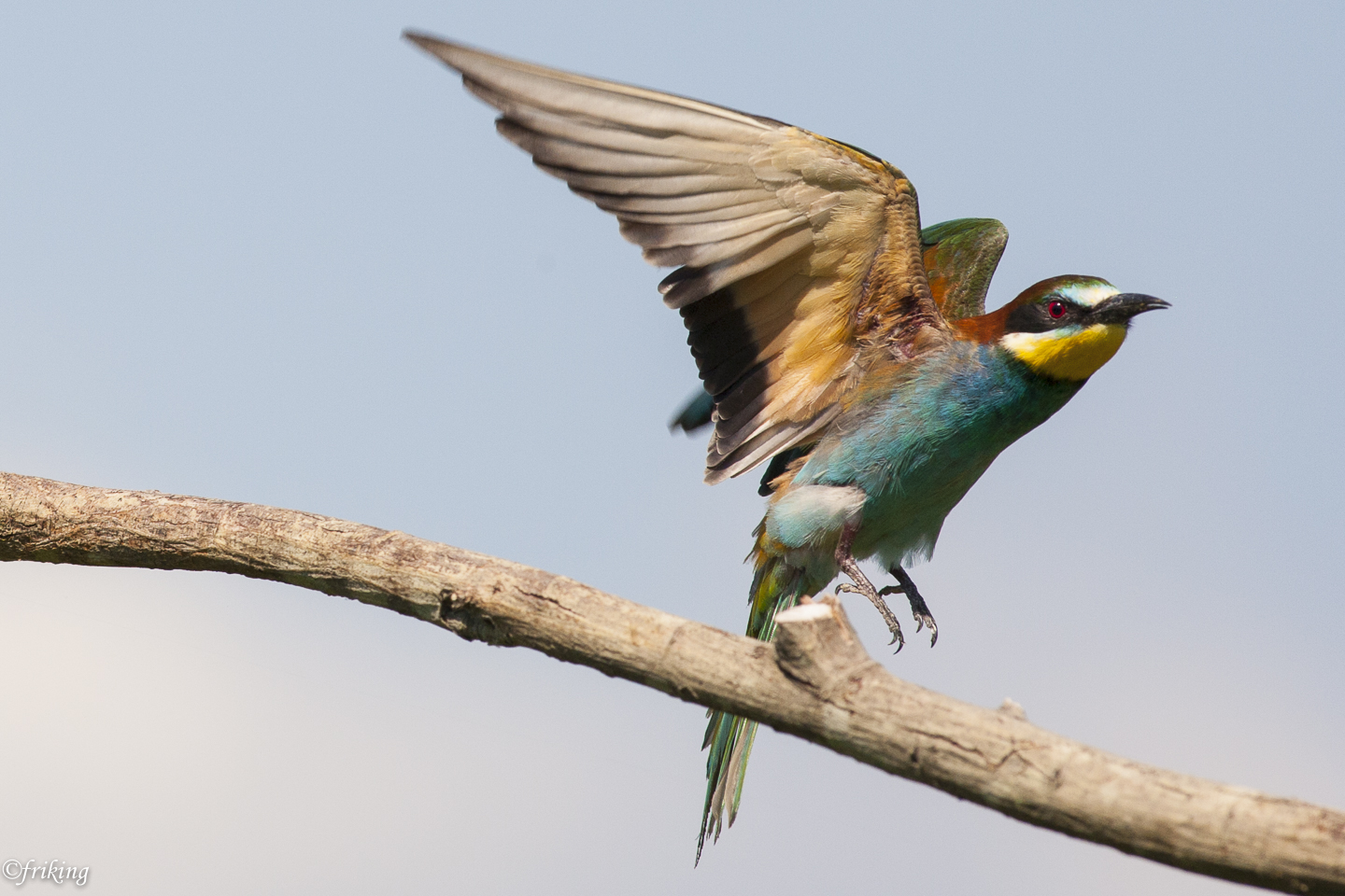 bee-eater