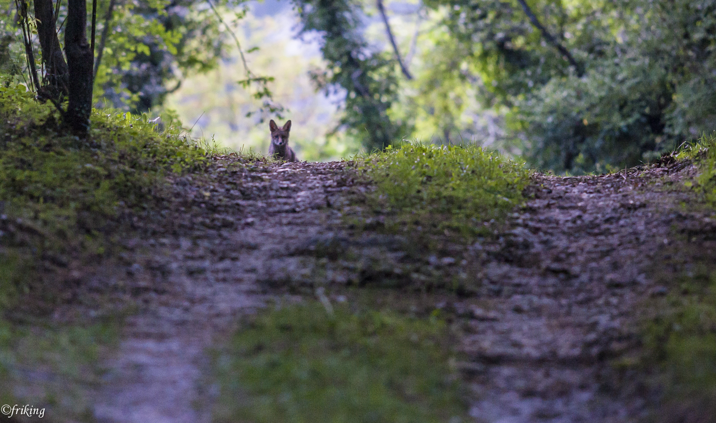 fox in cornino