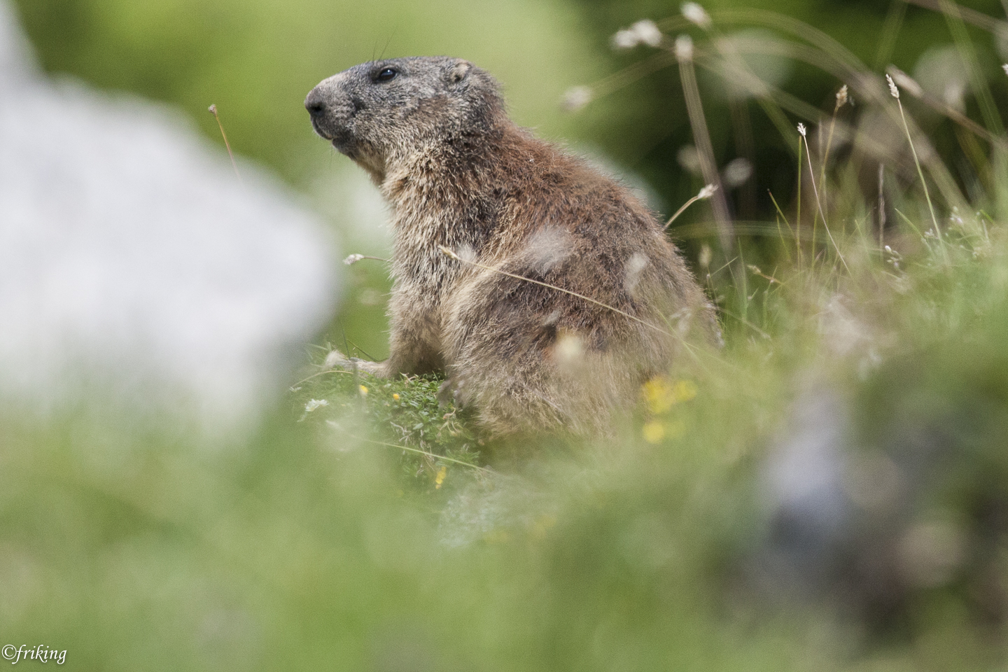 Marmot on montasio