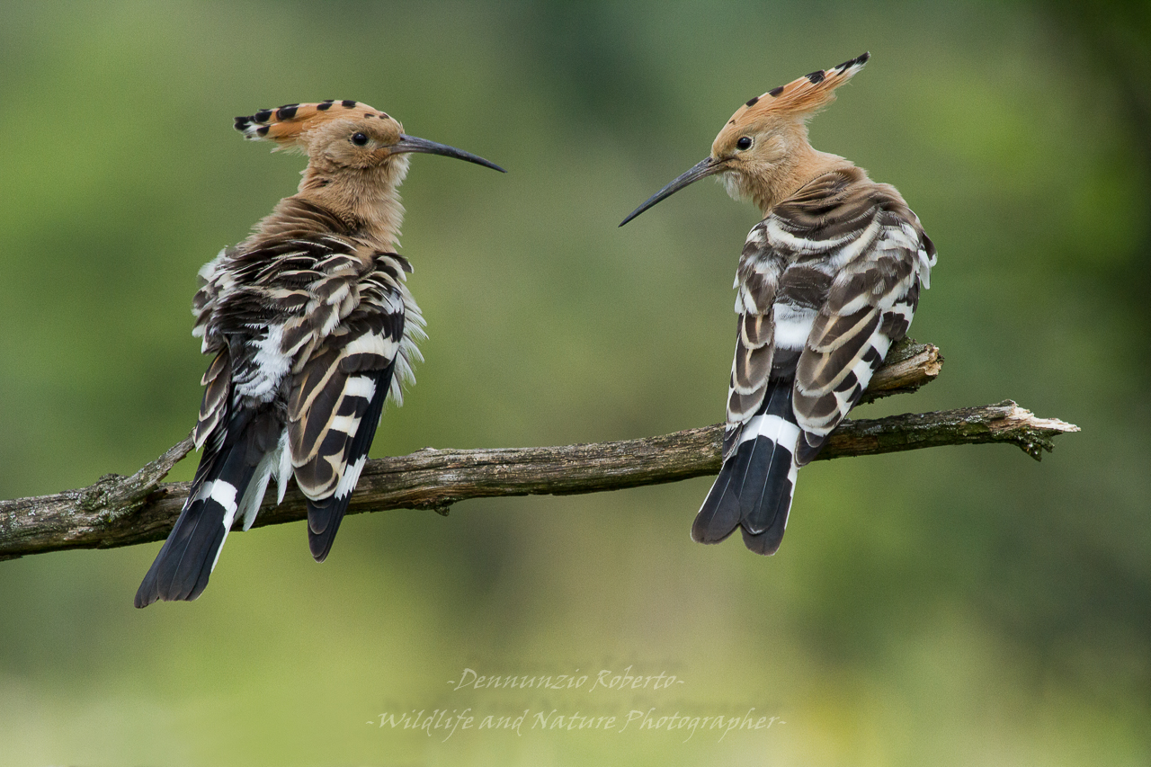Hoopoe