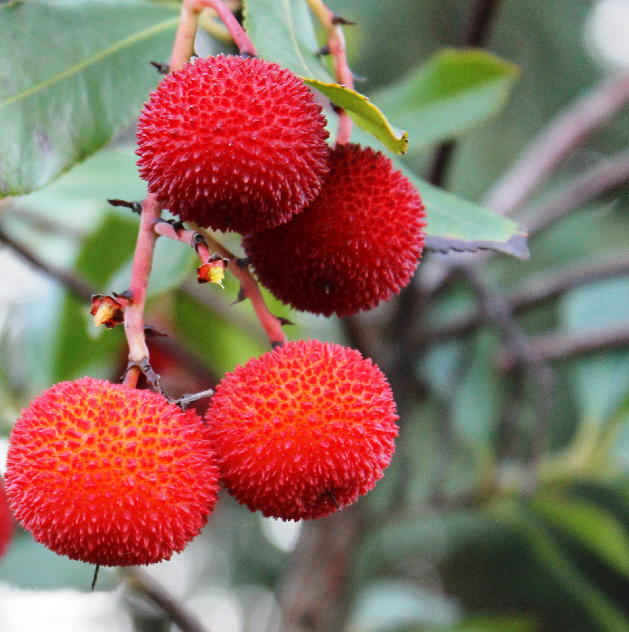 ..frutti di sorbo selvatico!!