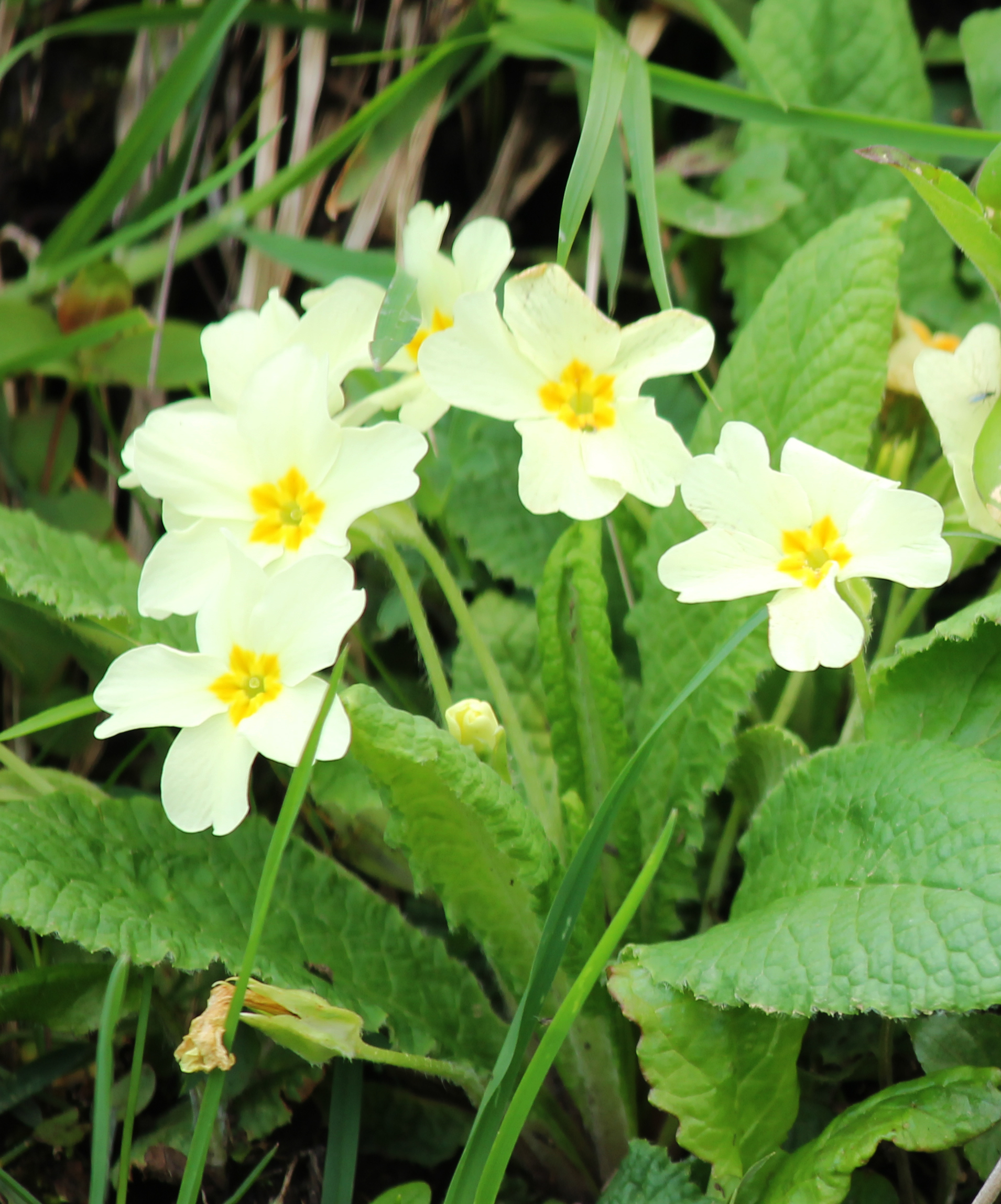 ...segni di primavera!!!