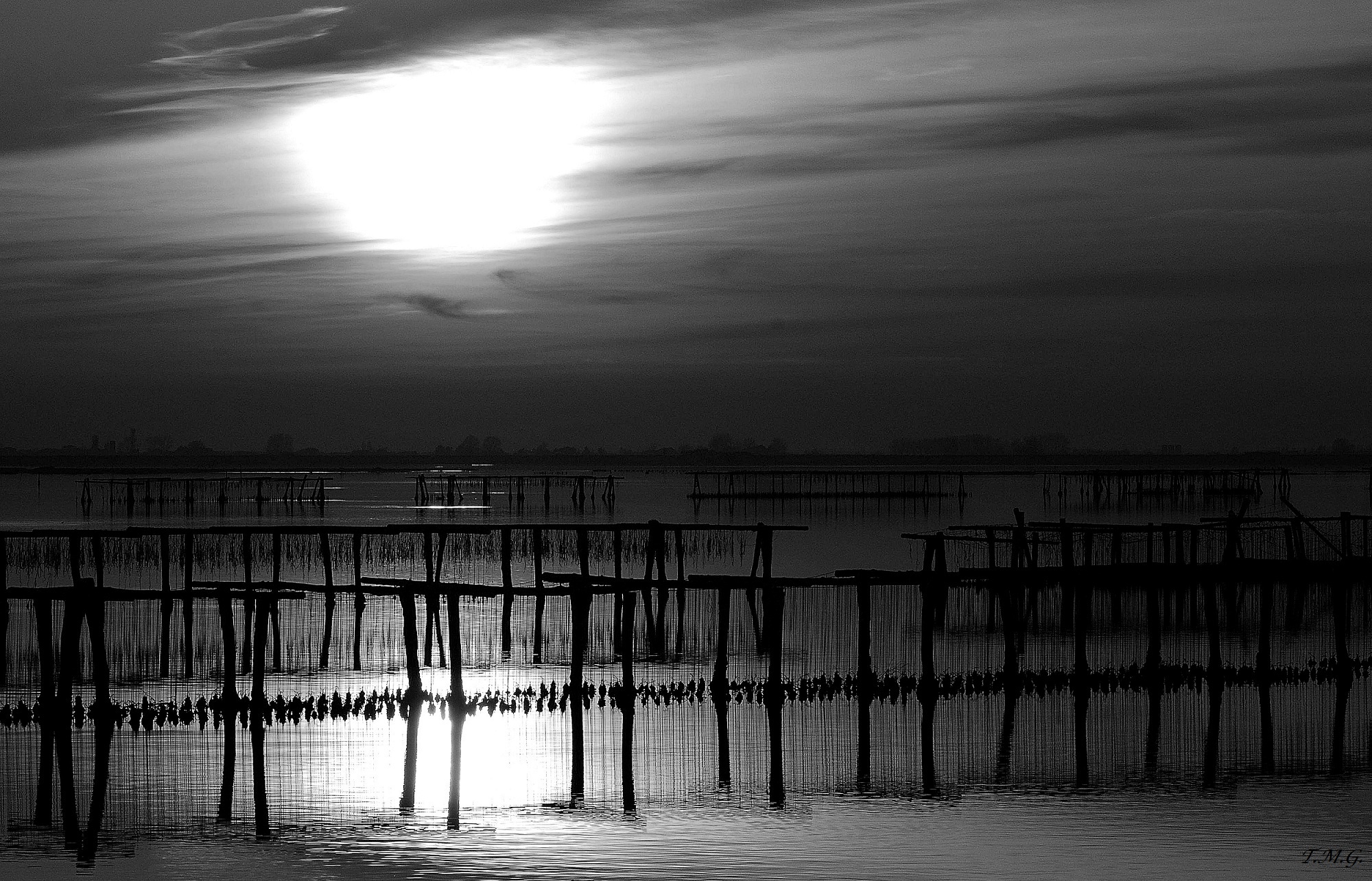 Sunset on nurseries in the Po Delta - 2 B / W