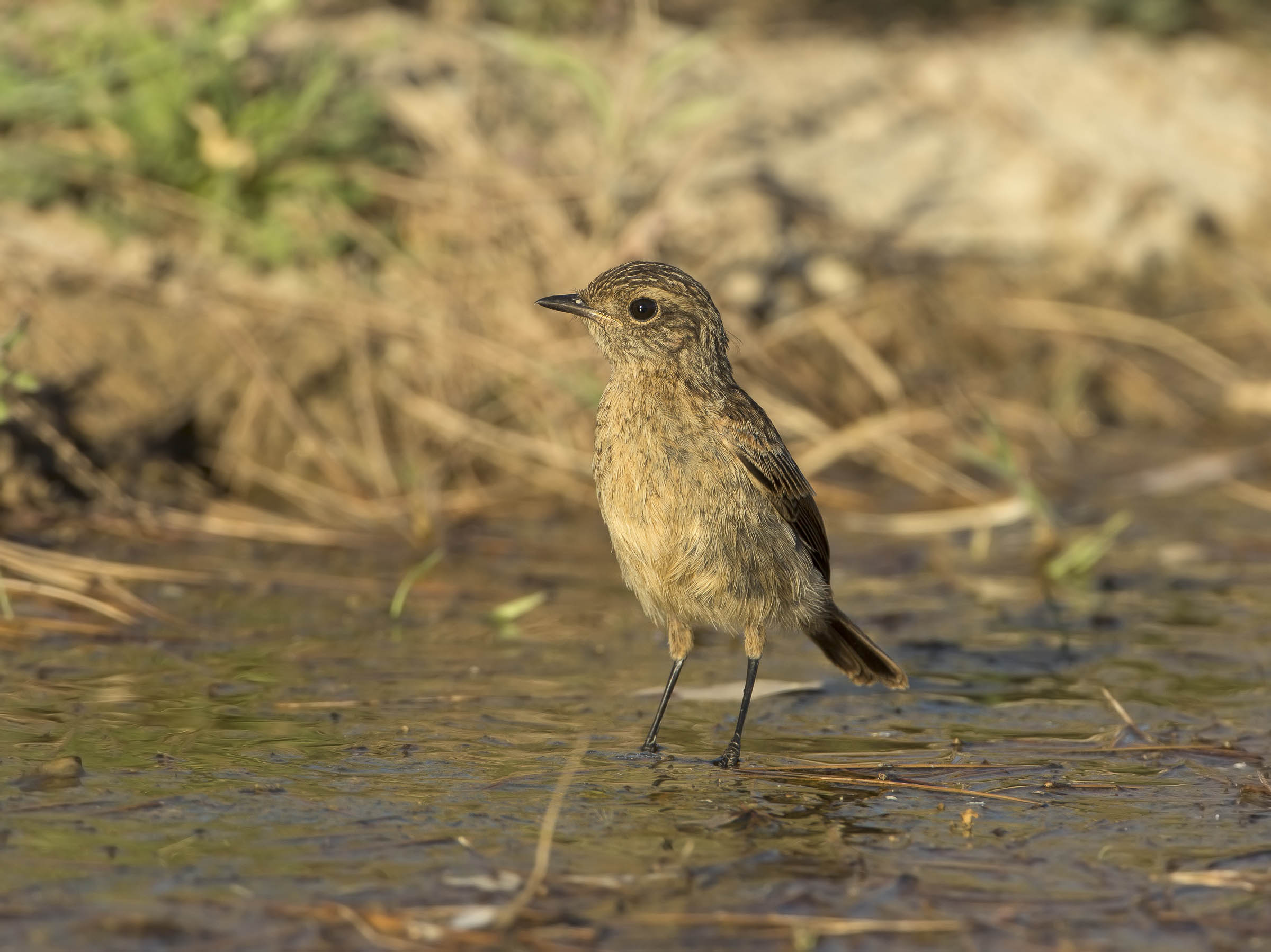 giovane saltimpalo al bagno