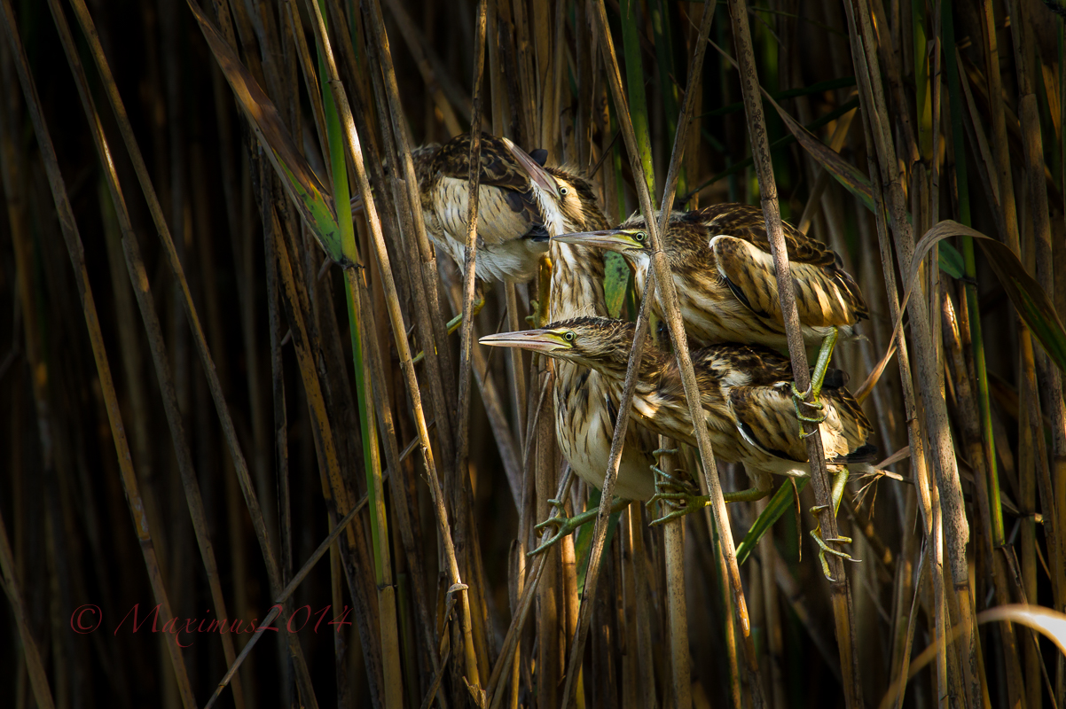 .. i tre giovani tarabusini del