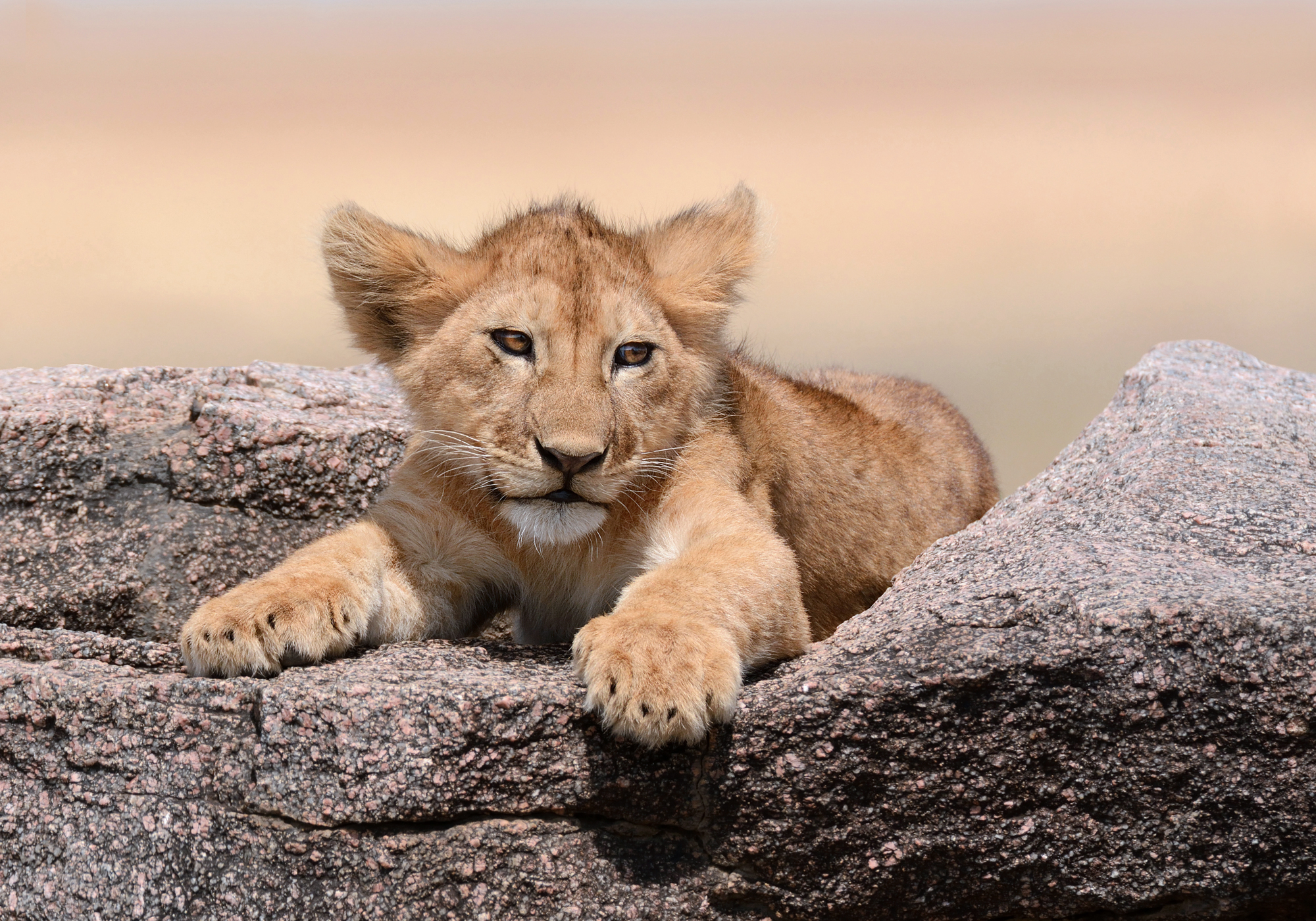 Lion Cub