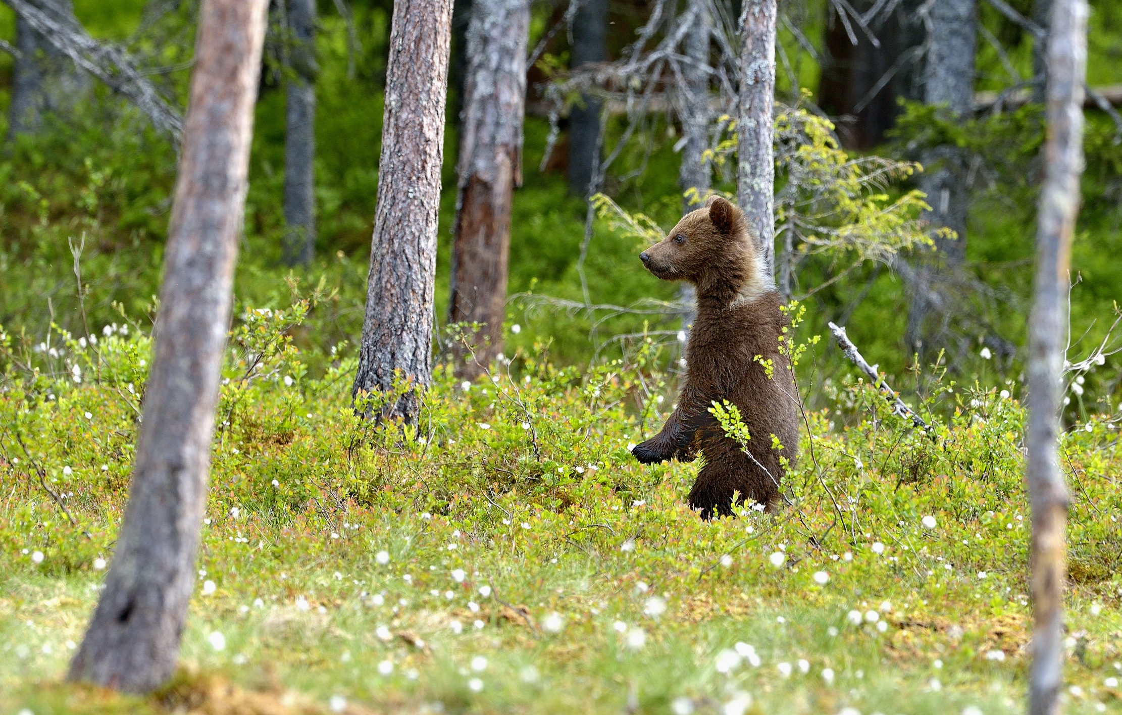 Martinselkonen - Orsacchiotto