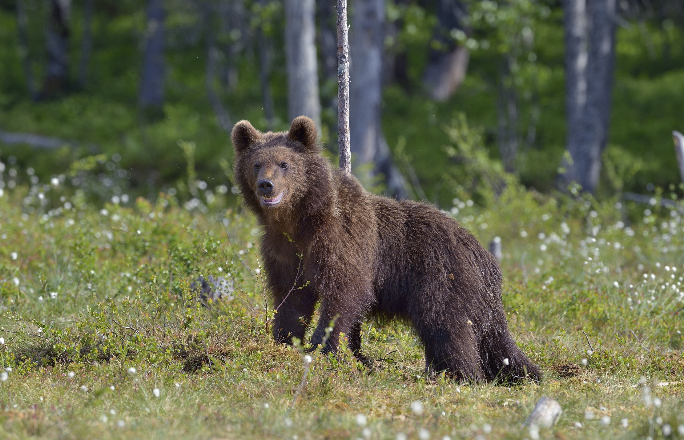 Martinselkonen - Orso bruno