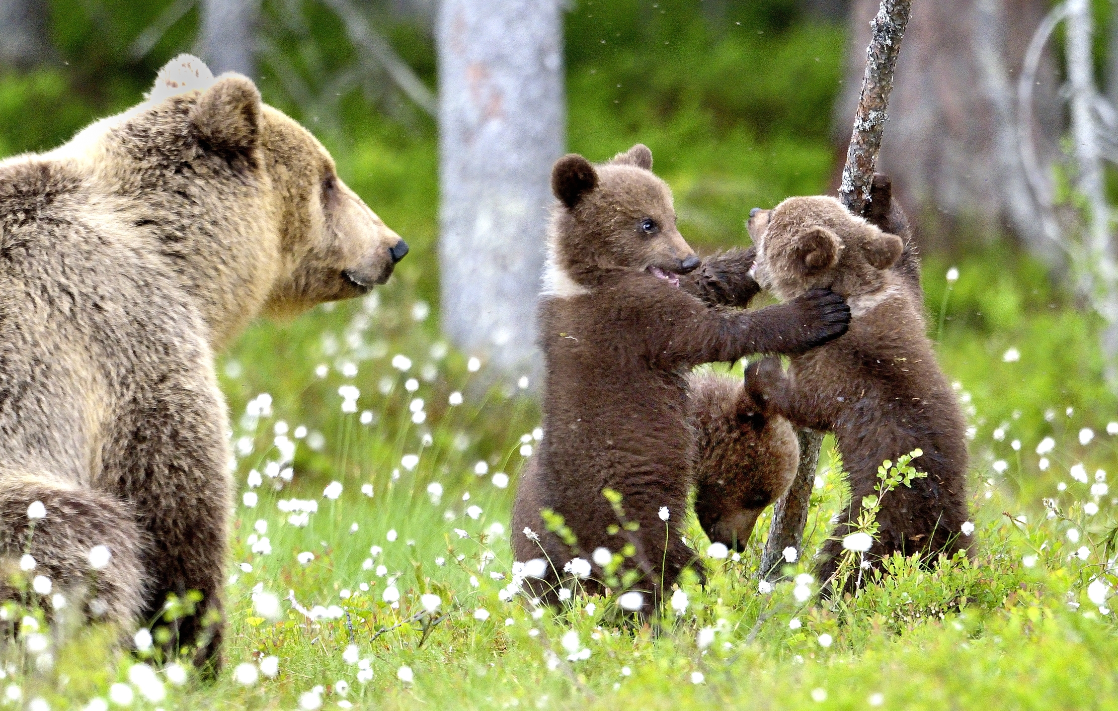 Martinselkonen - Sotto lo sguardo della mamma
