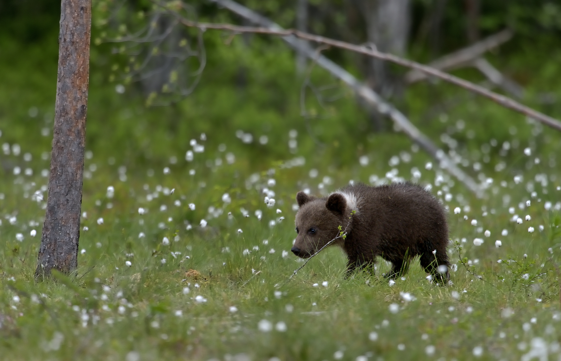 Martinselkonen - Orsacchiotto